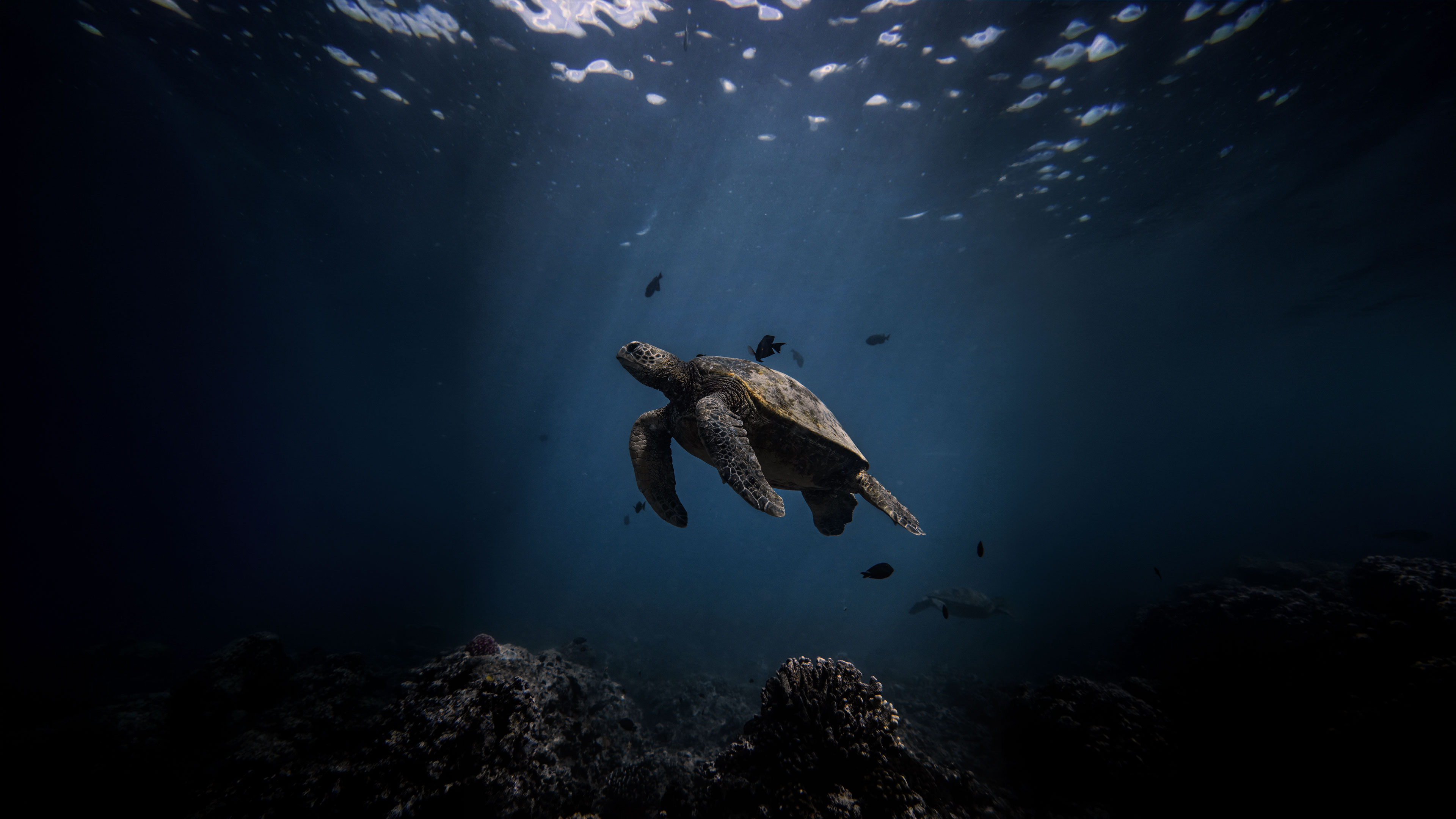 AtHome In Ocean Of Mother