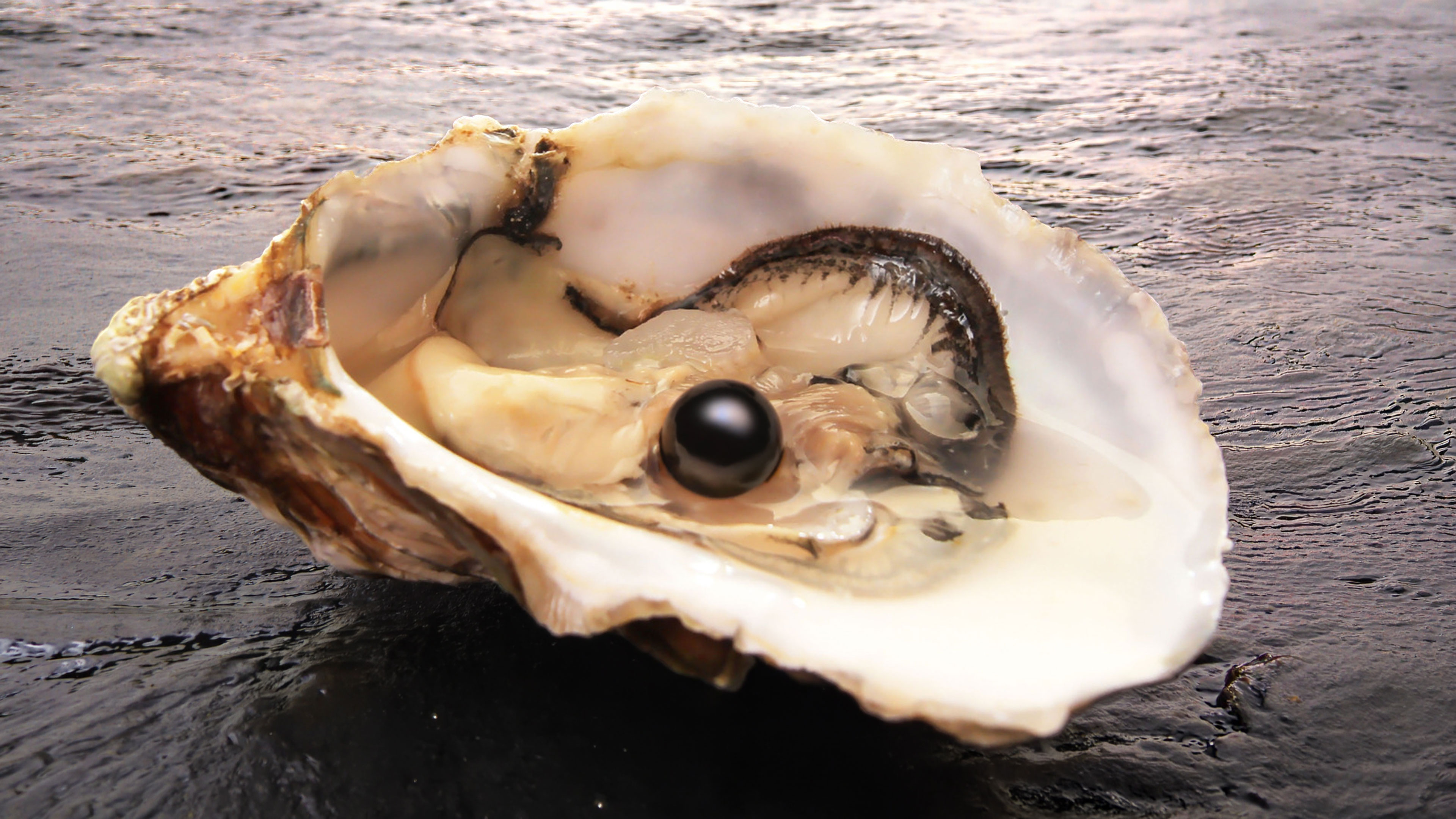 Black Pearl of Wisdom