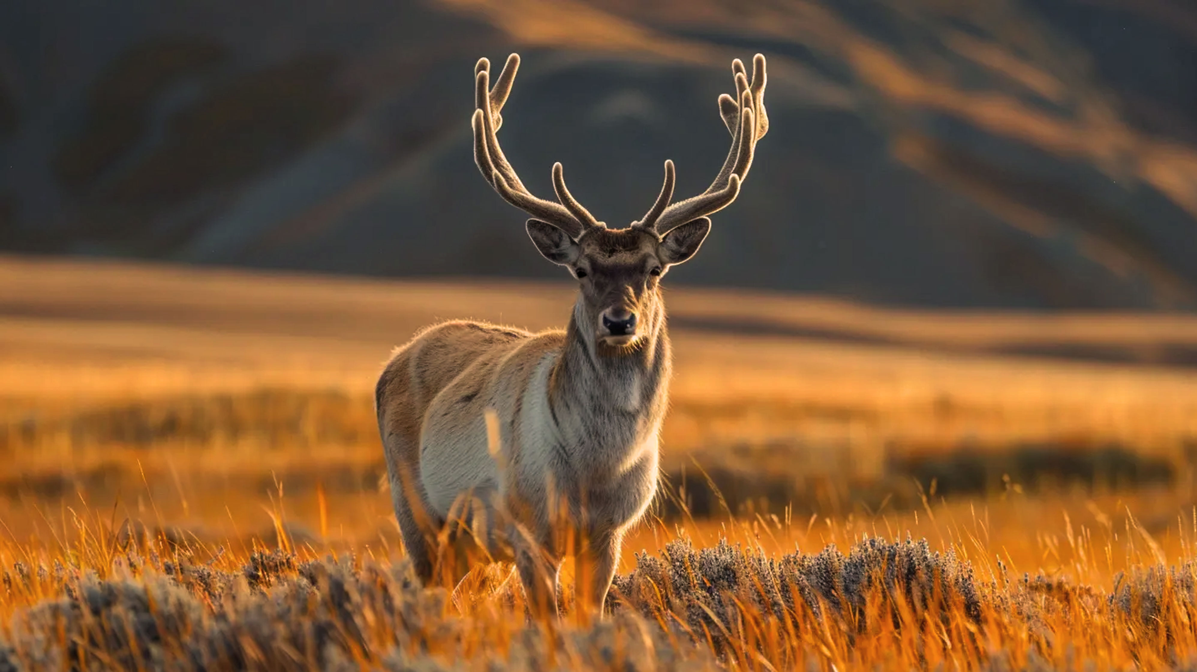 Containing All Opposites in Balance Brings Wholeness