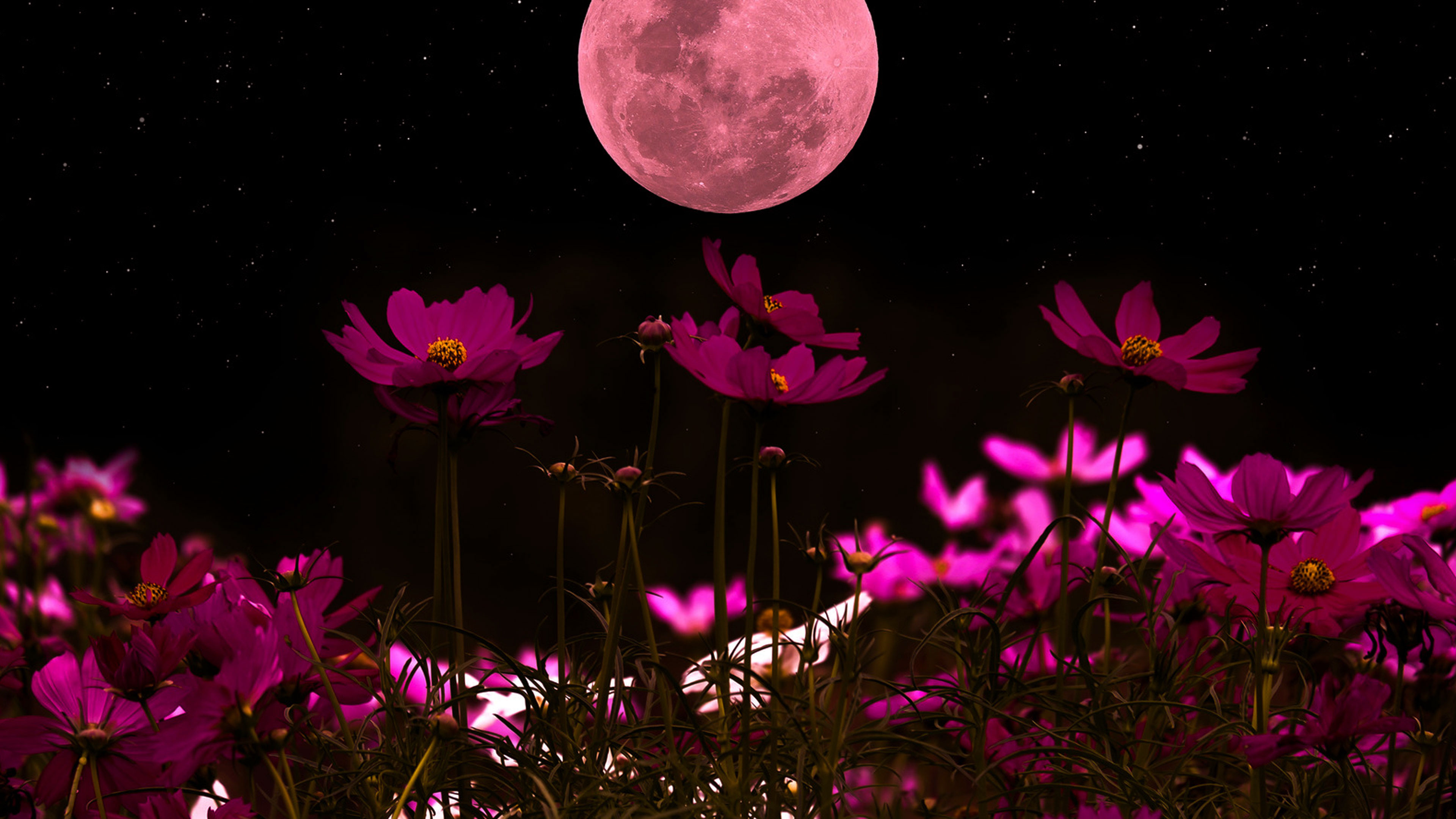 Sacred Feminine, Sacred Rose, Sacred Flowering, Sacred Mother