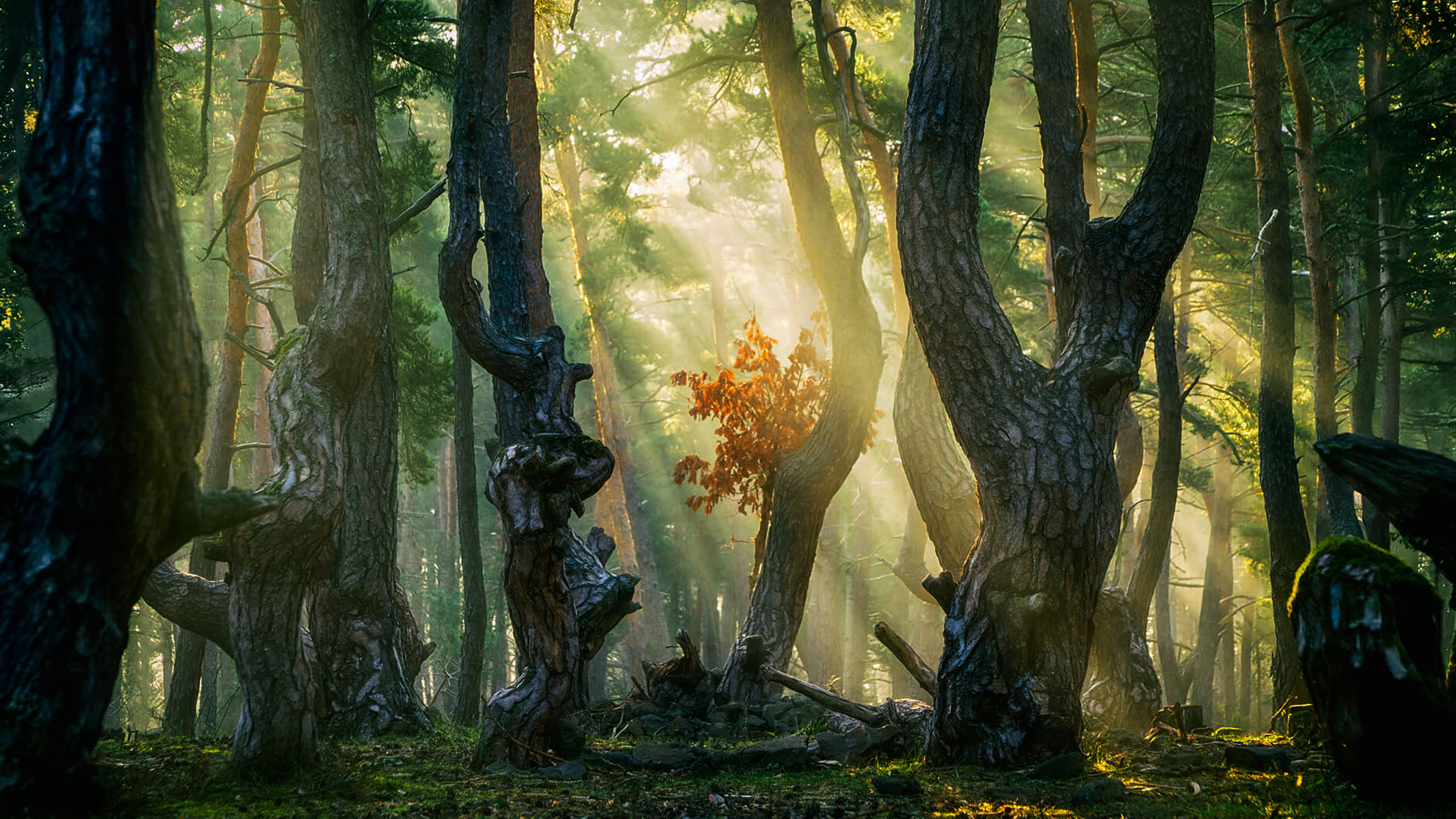 The Cosmic Dance of Wholeness
