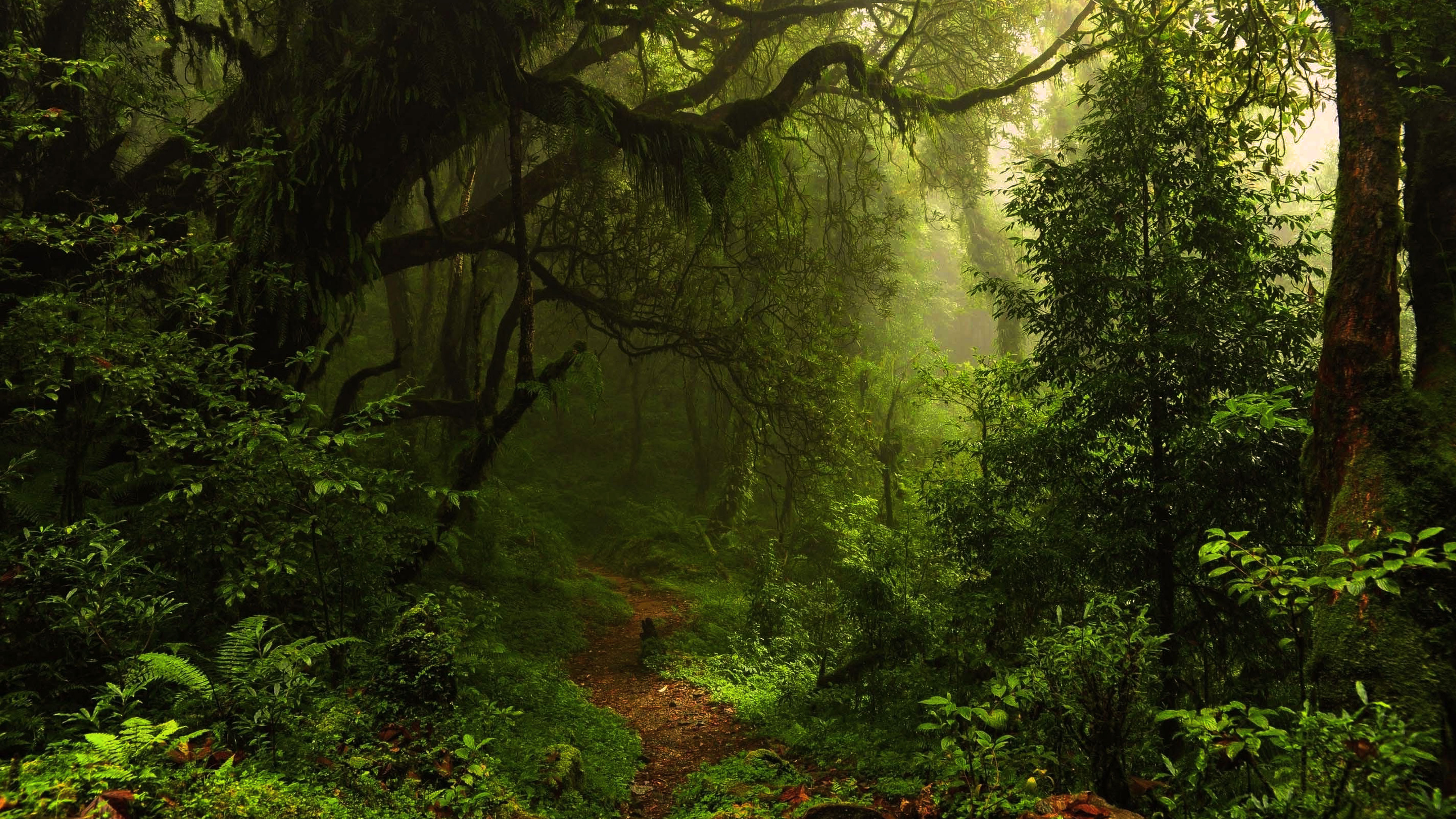 The Inexplicable Life Of Wholeness