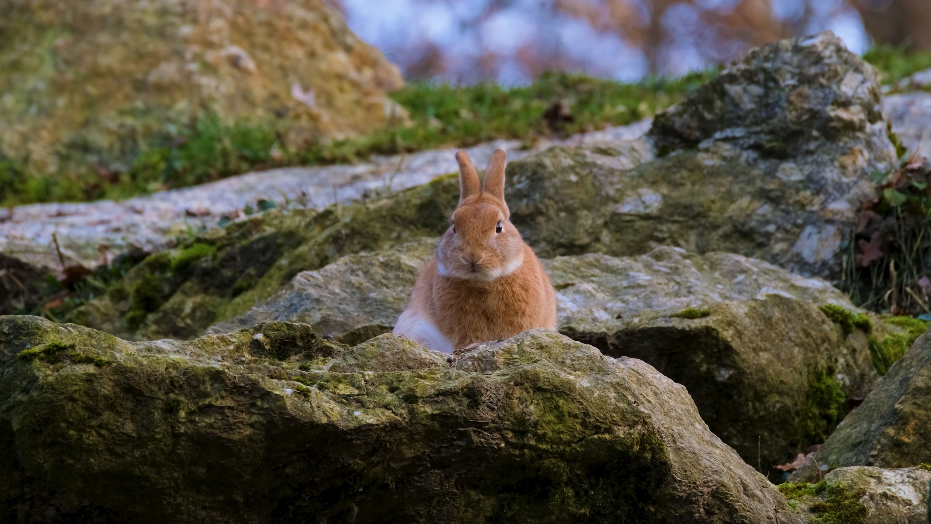 The Mother Arises Soundlessly, Effortlessly