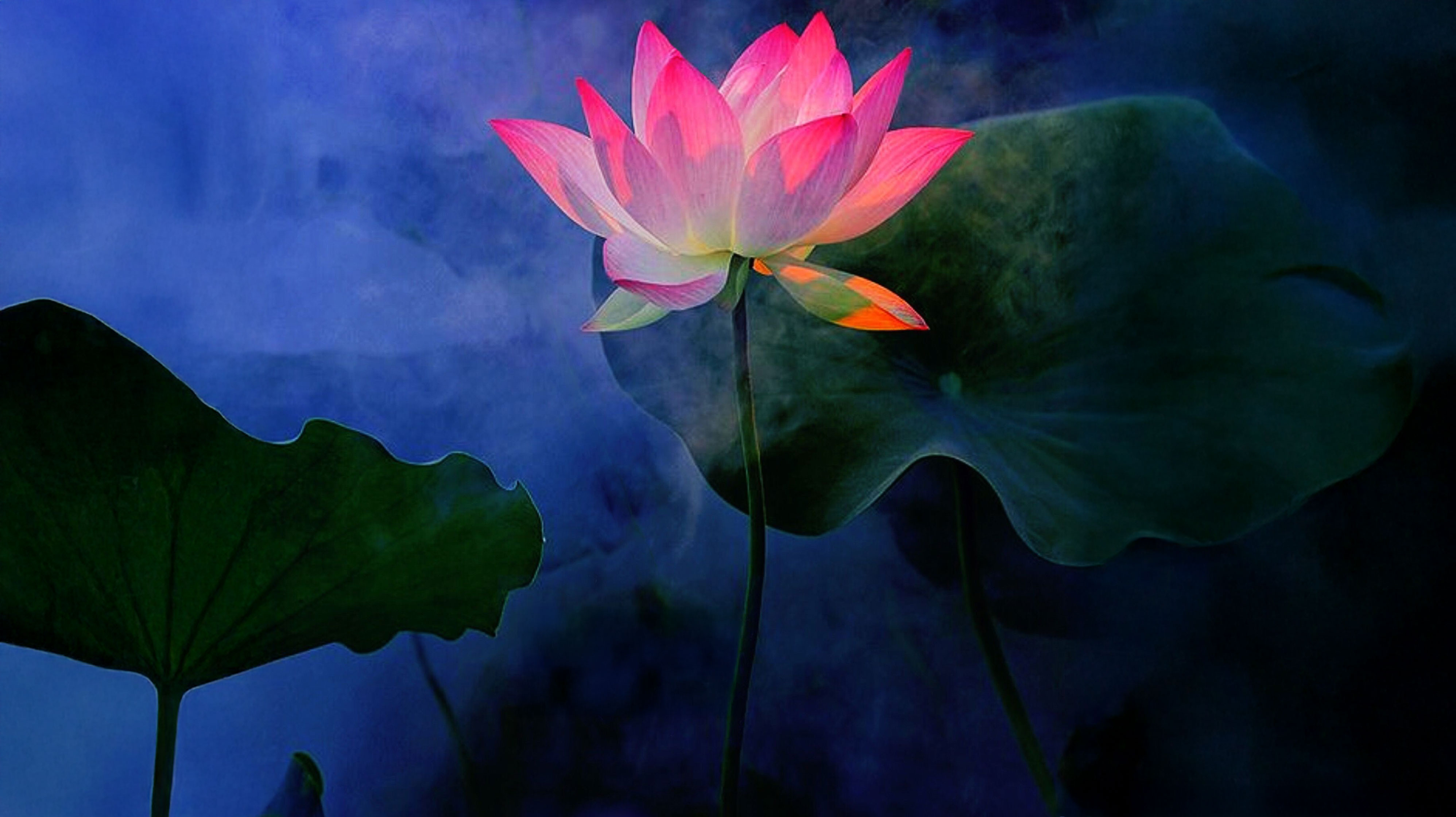 The Mother in the Lotus