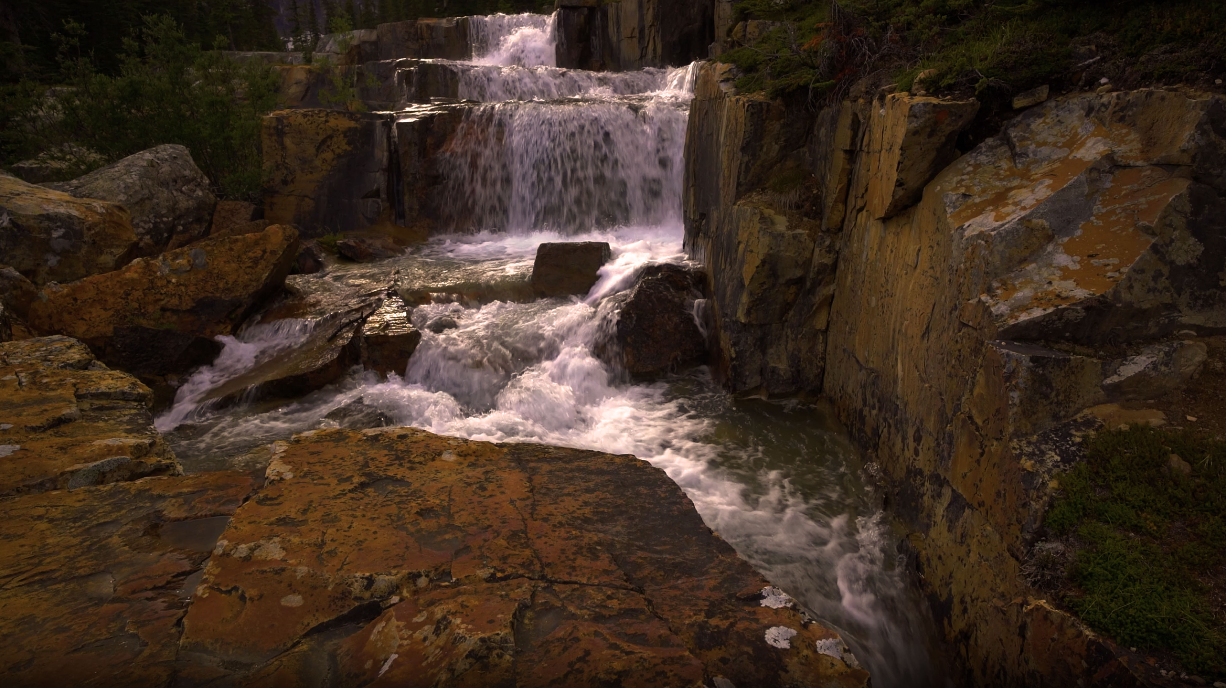 The Newness of Wild Empathic Living