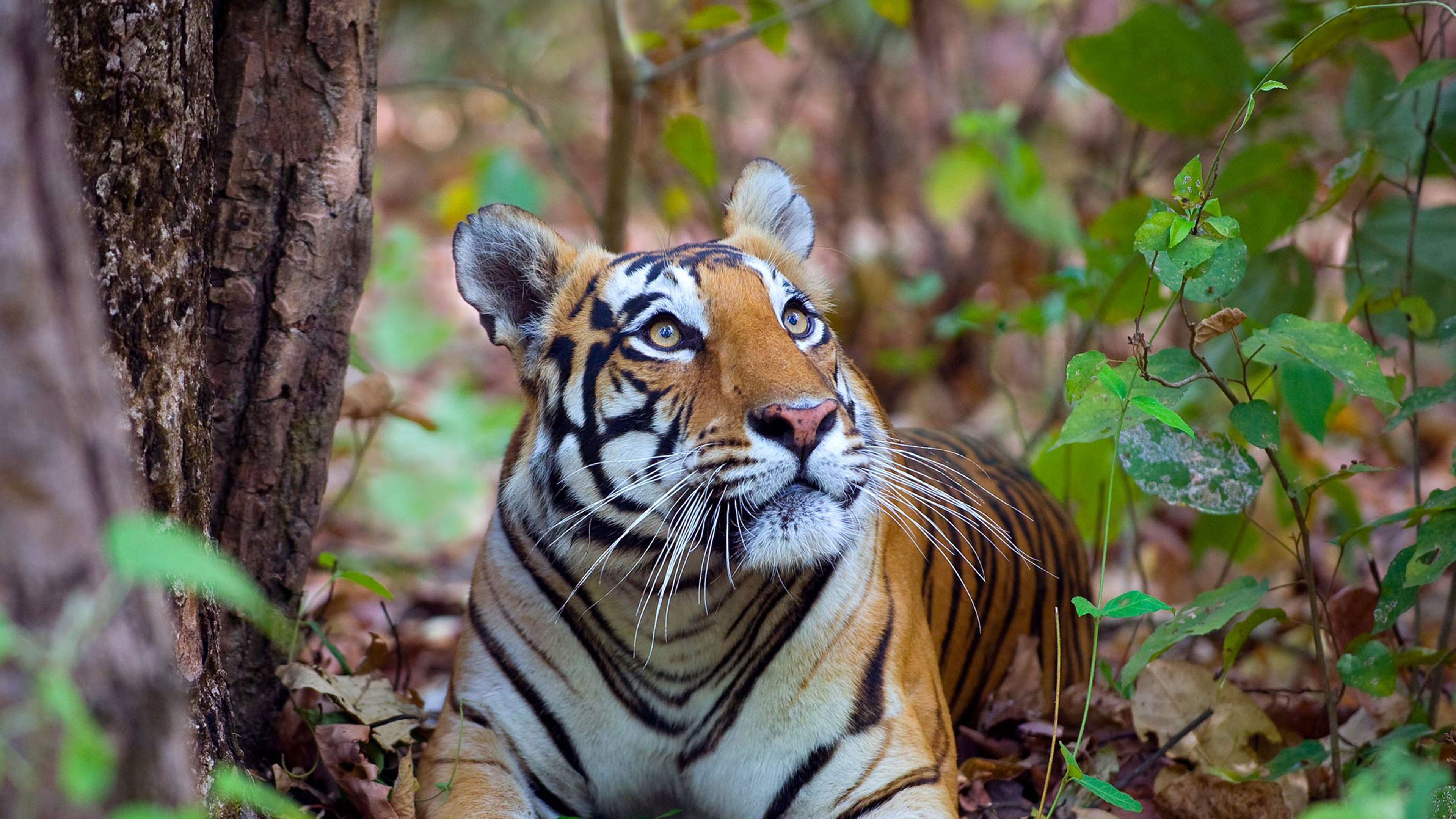 The Open Mind of the Feminine