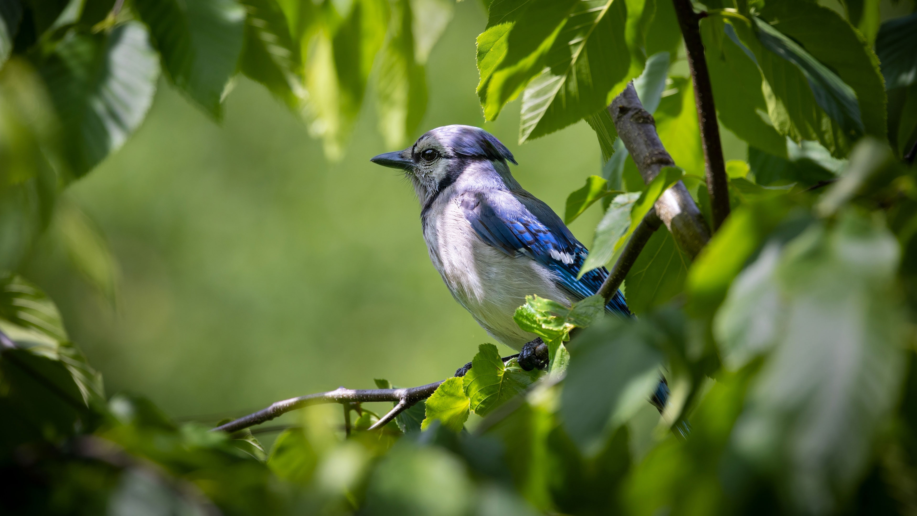 Alive in Innocent Wholeness