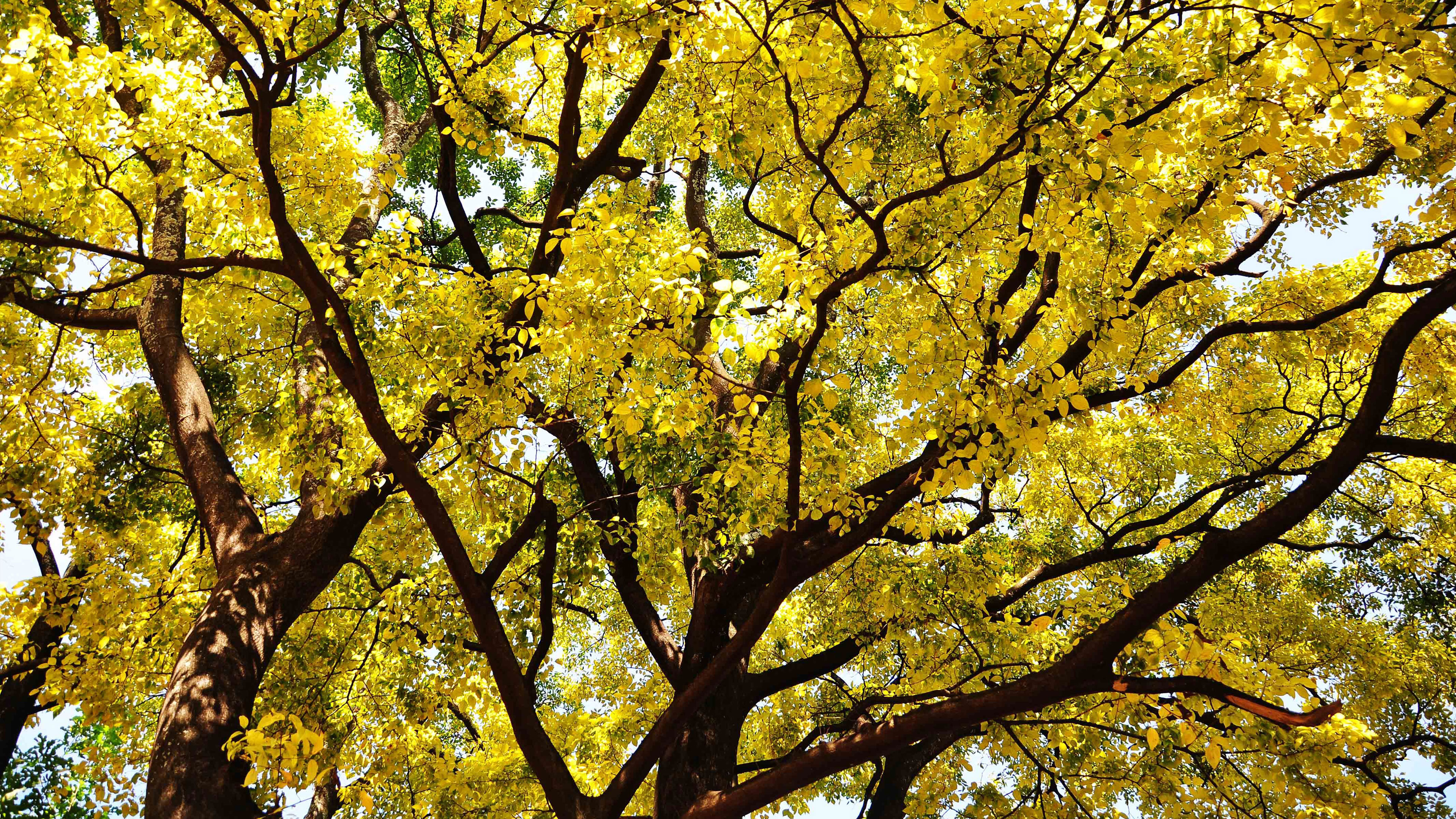 All is Wholeness Abundant and Overflowing ALL-Ways