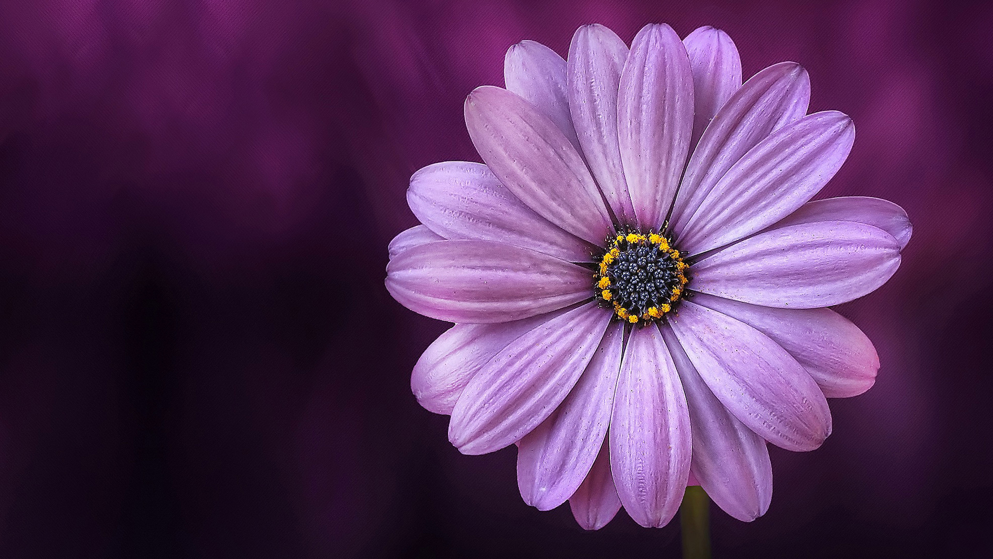 All of Existence Contained in One Flower