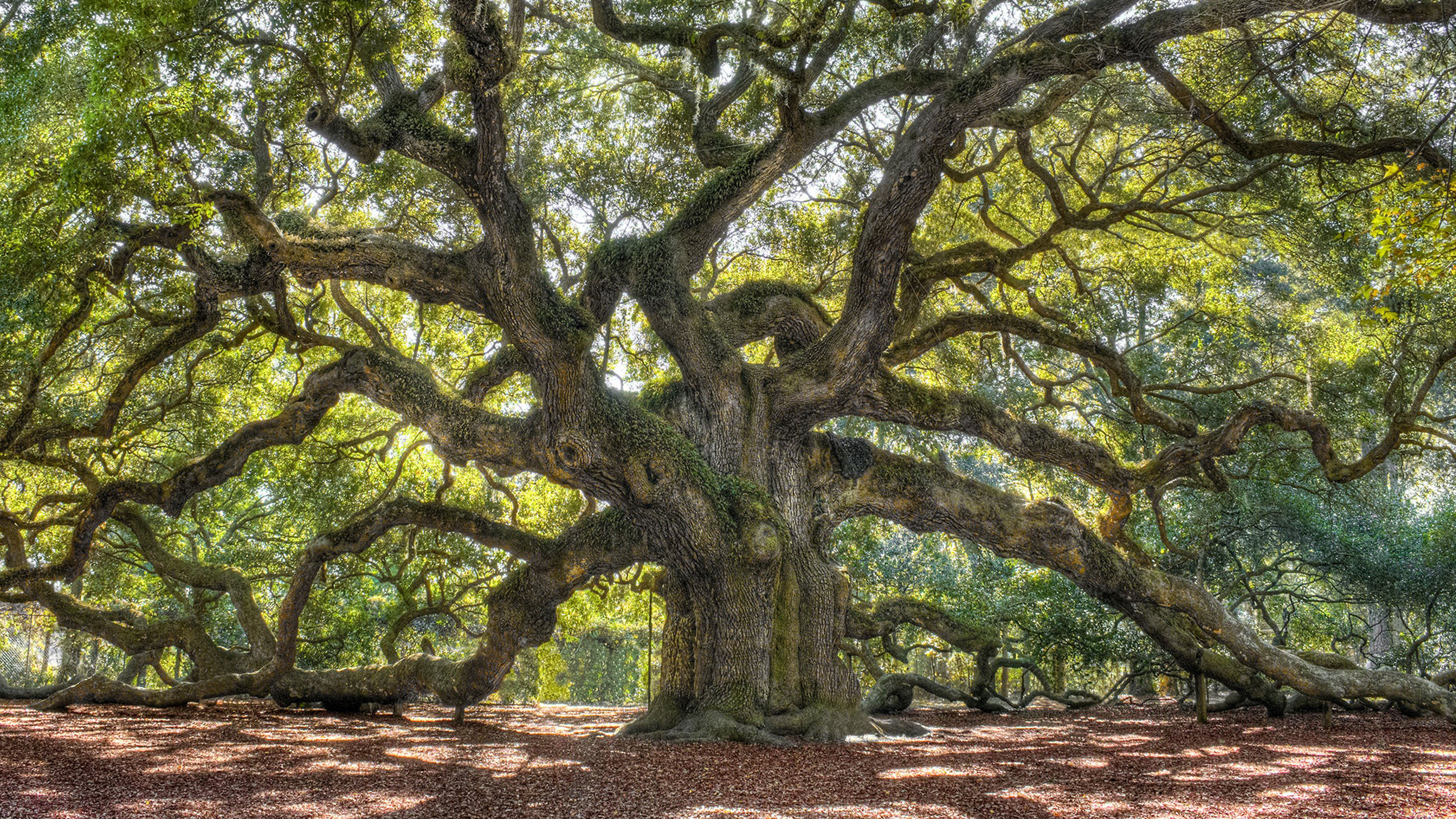 All Wholeness When The Mother Tree Is Found
