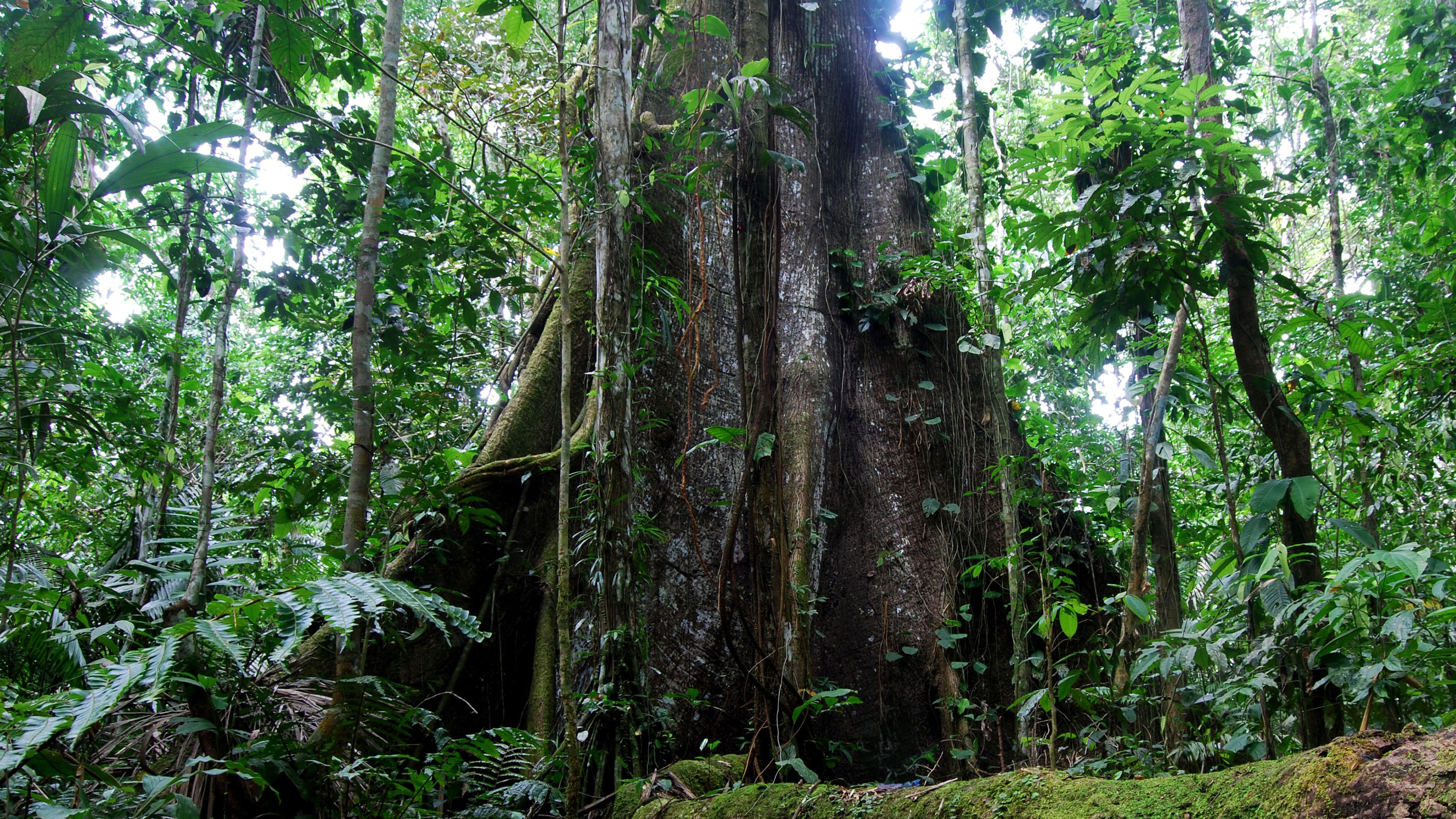 At One With Mother Nature Your True Home Realized