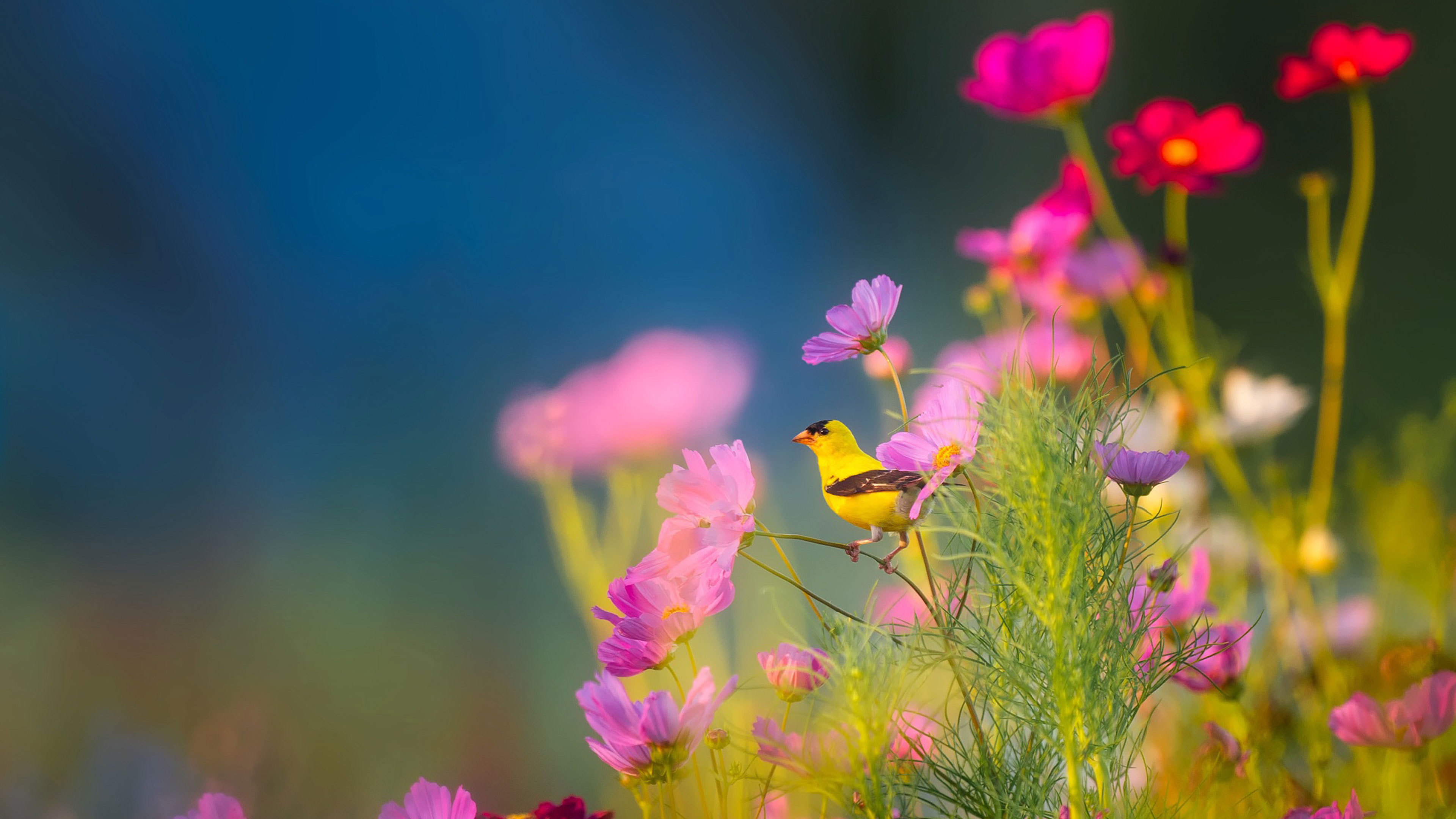 Beautiful is the Flowering of the Beloved