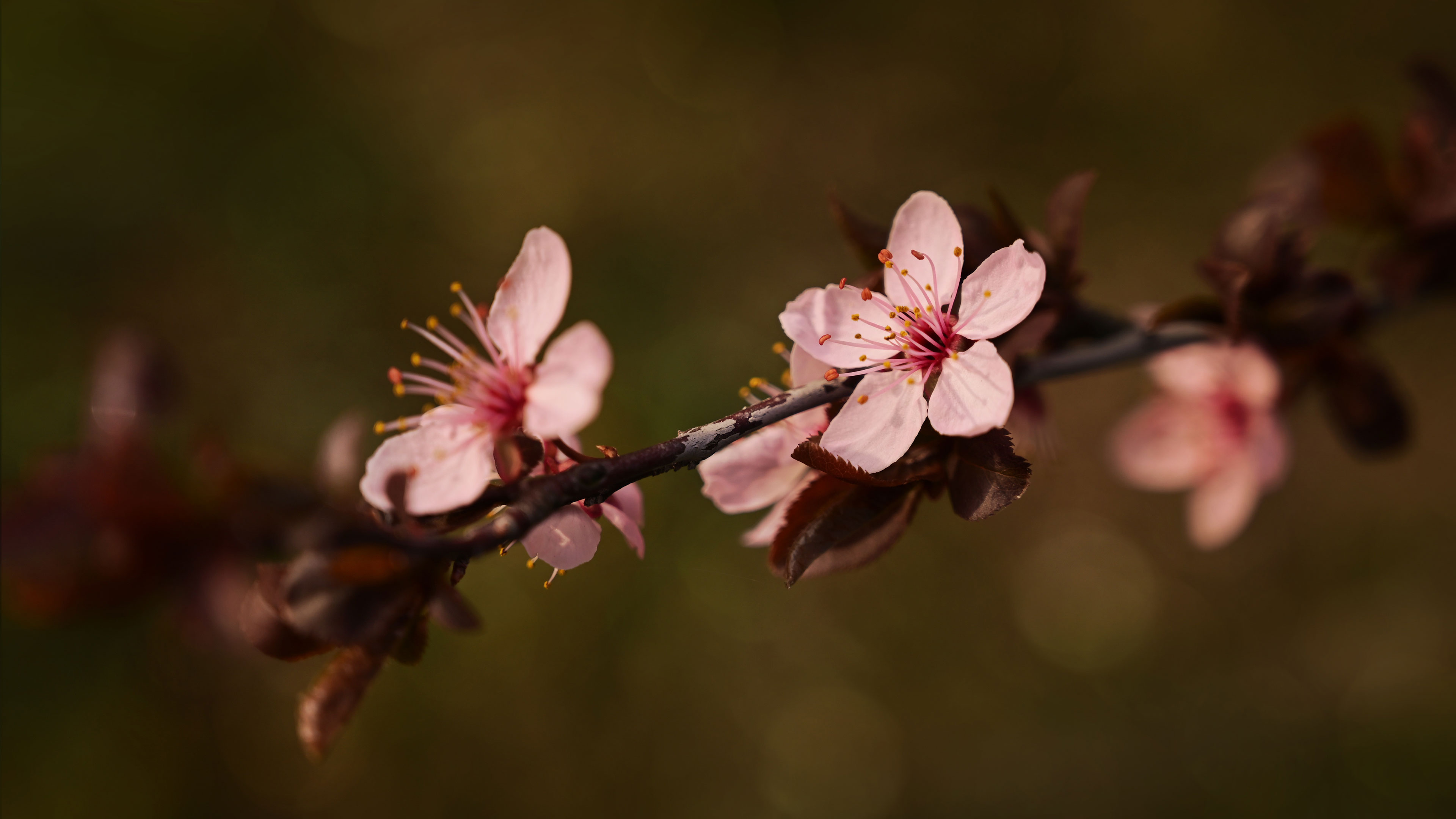 Blossoming in Mother