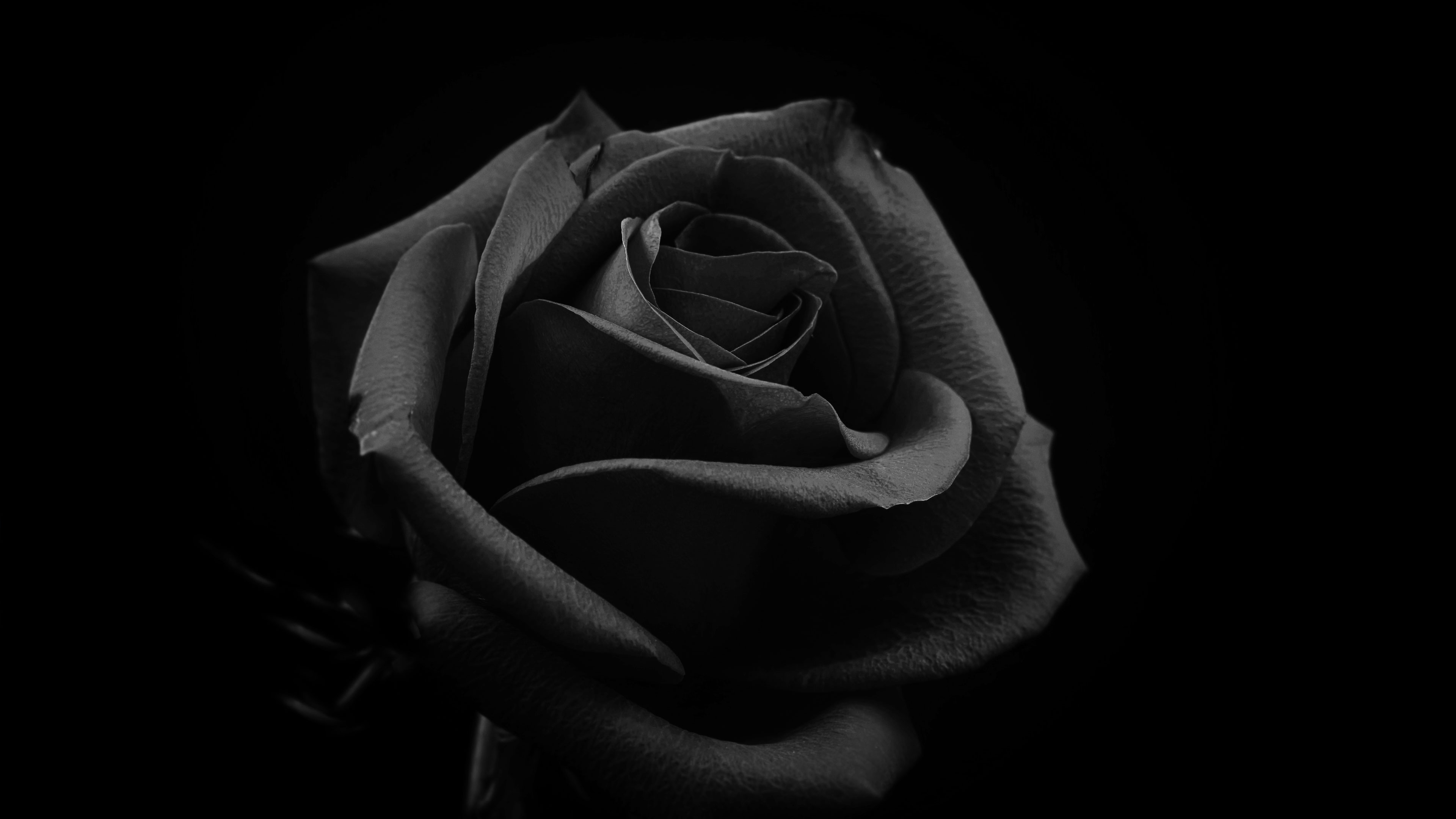 Flowering into Wholeness