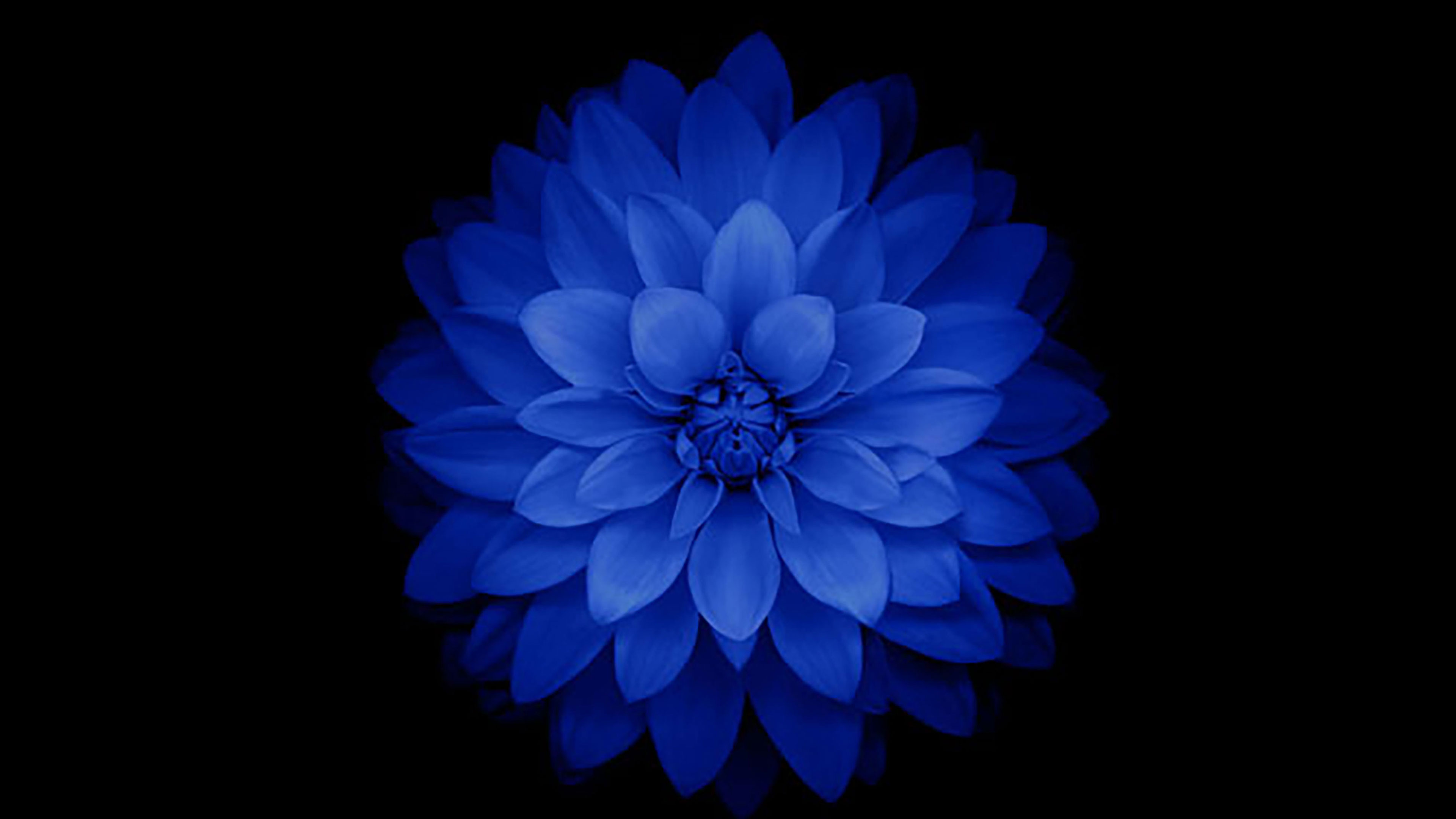 Flowering of Consciousness