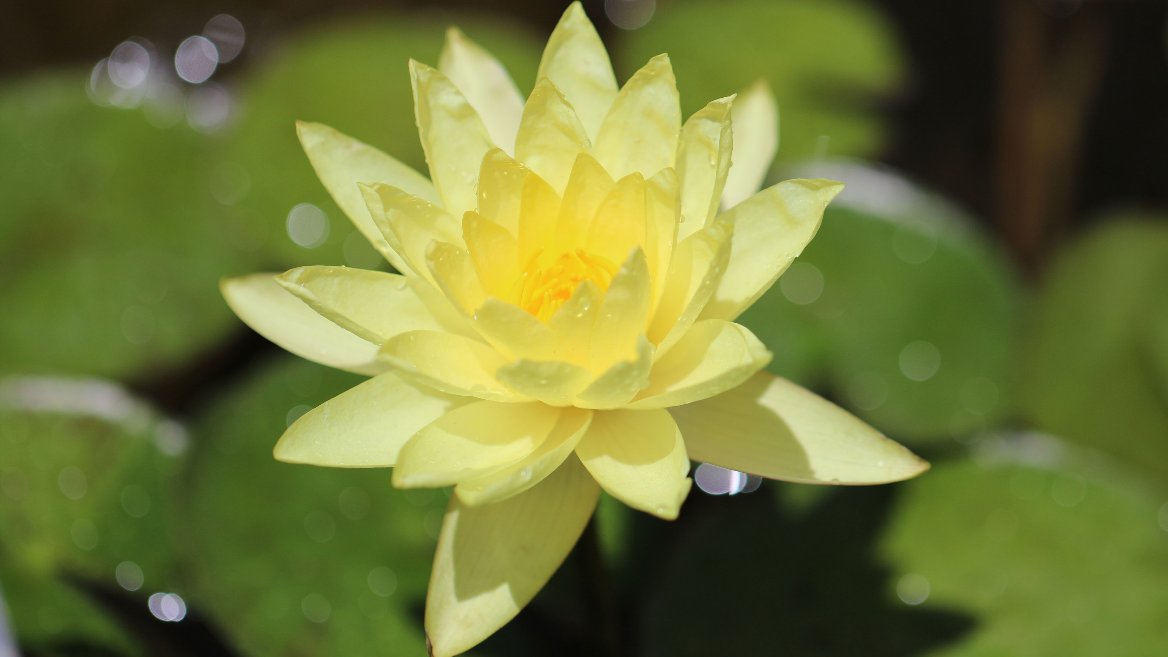 Flowering of Existence