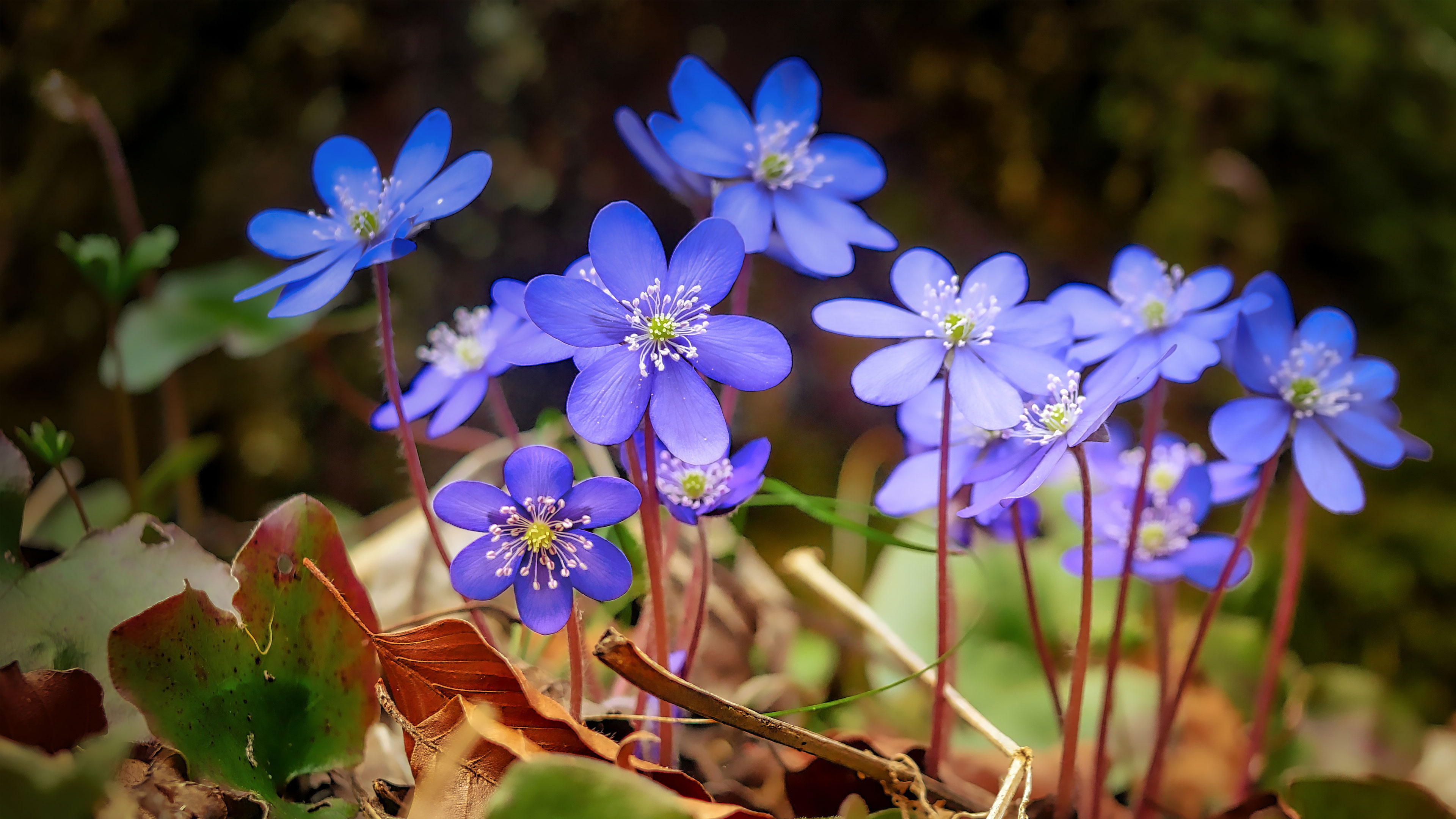 Flowering of the New is Unstoppable