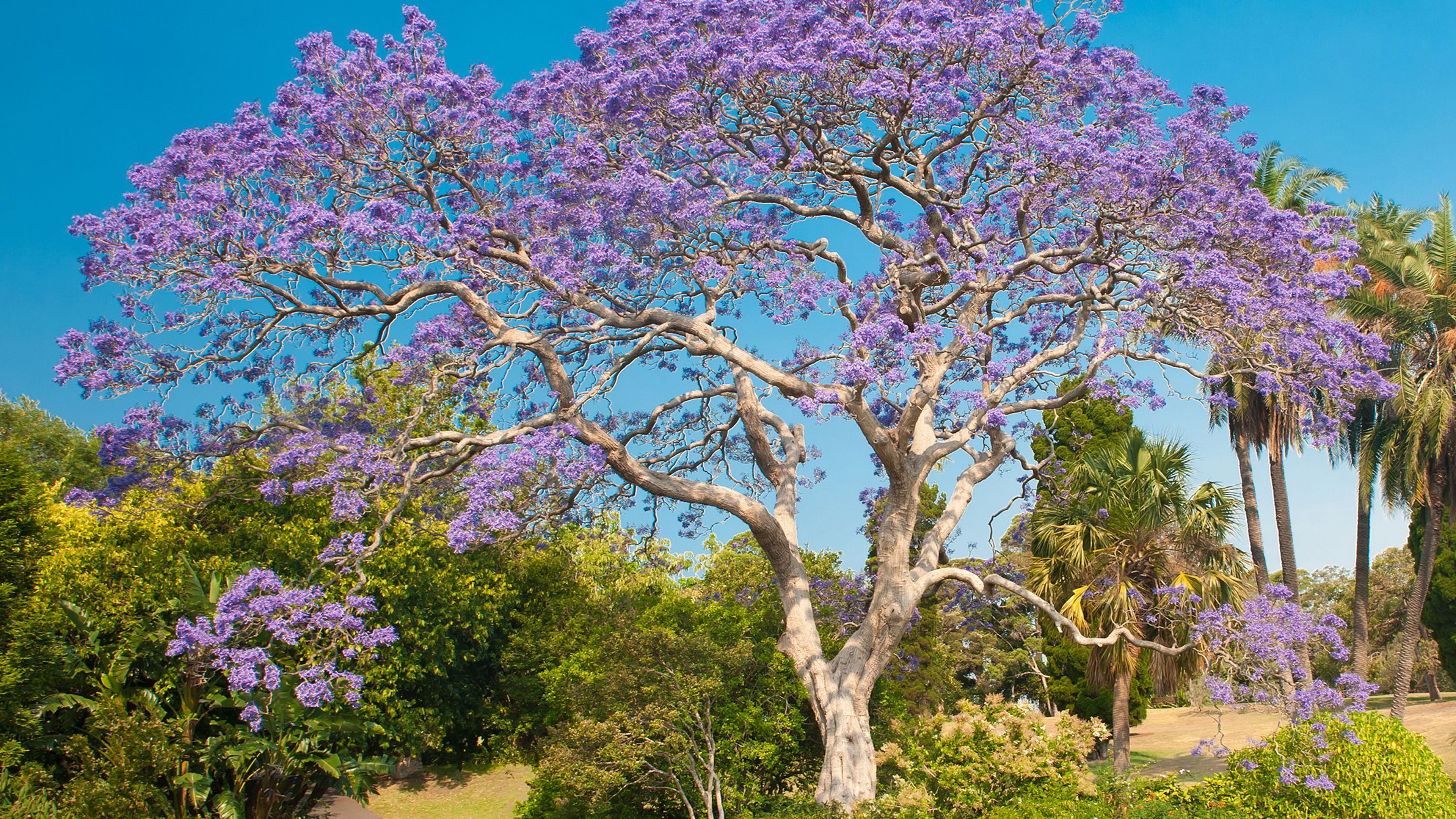 Flowering of the Playfulness of Totality
