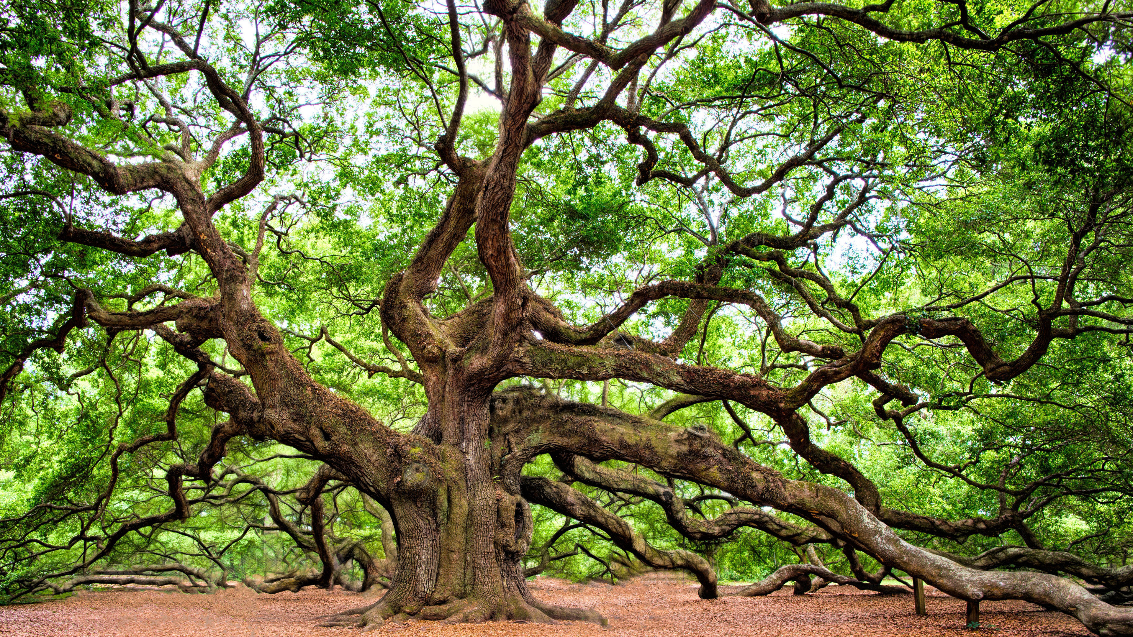 Full Embodied Consciousness - The Birth of the New Wo(man)