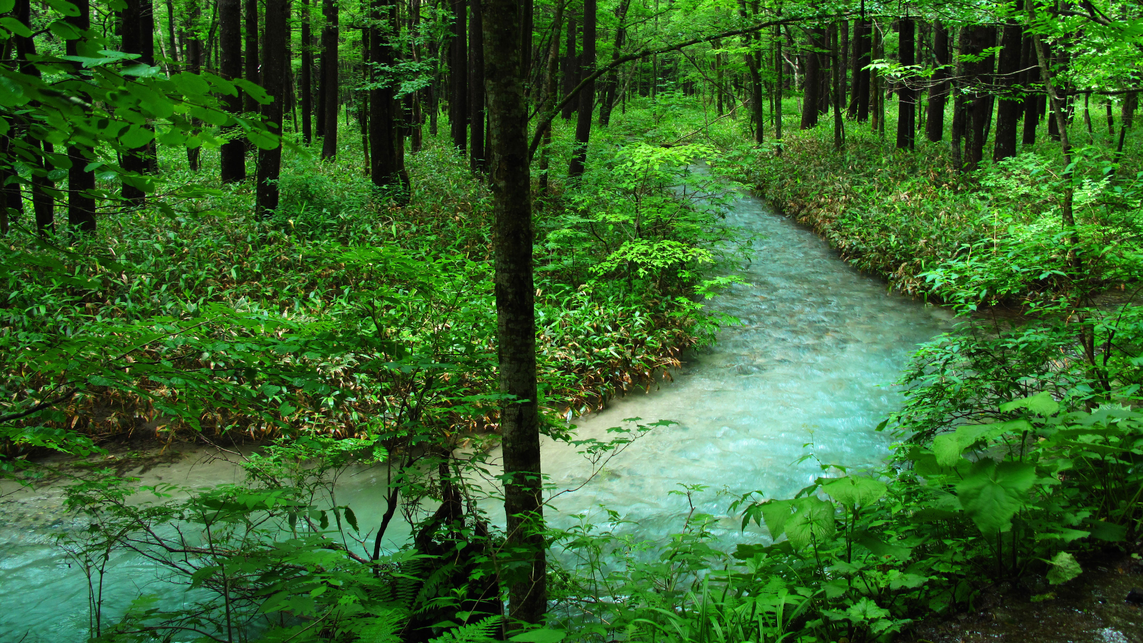 Healing Back Into Wholeness