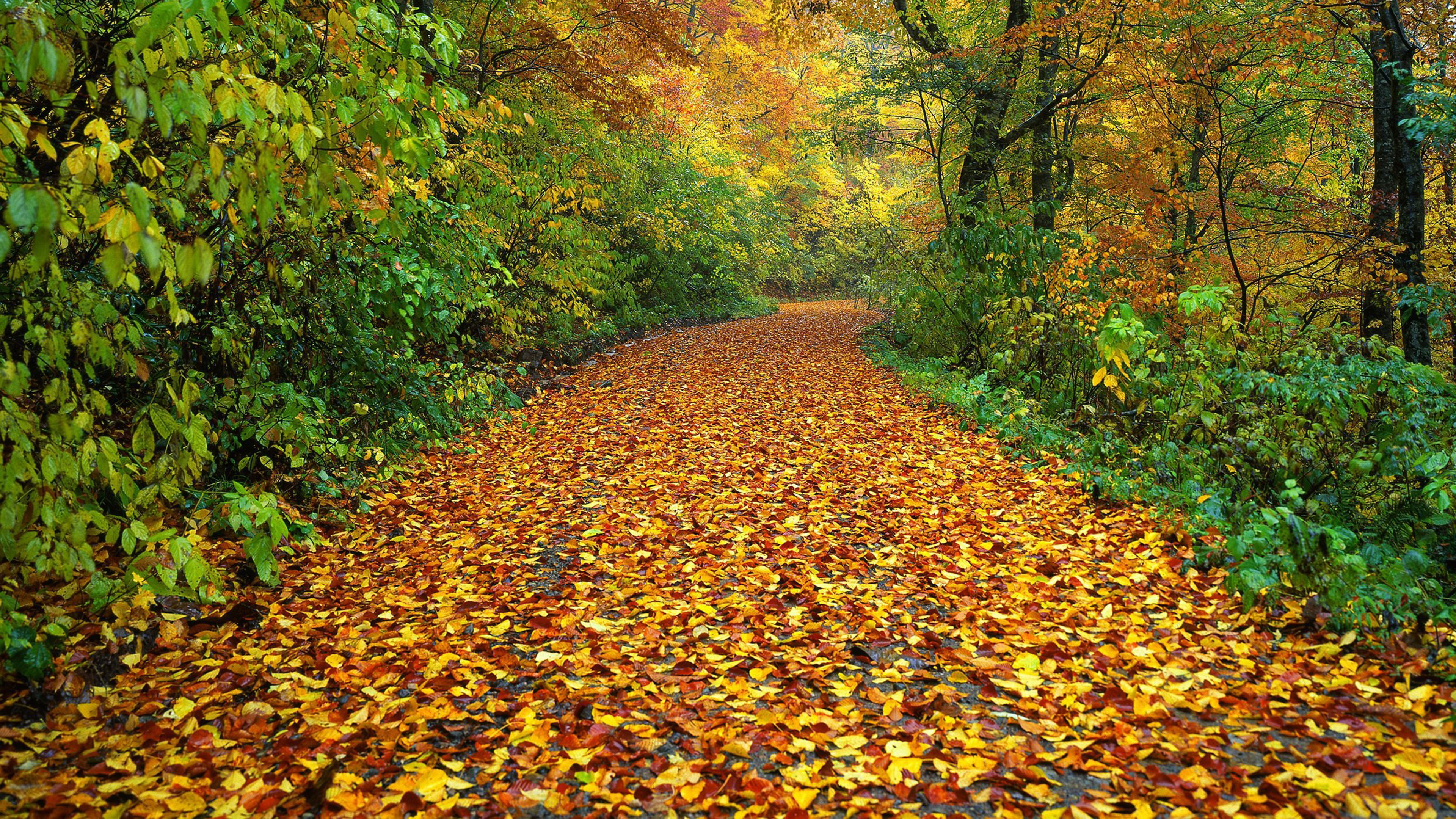 Healing into Deep Heartfulness and Intimacy