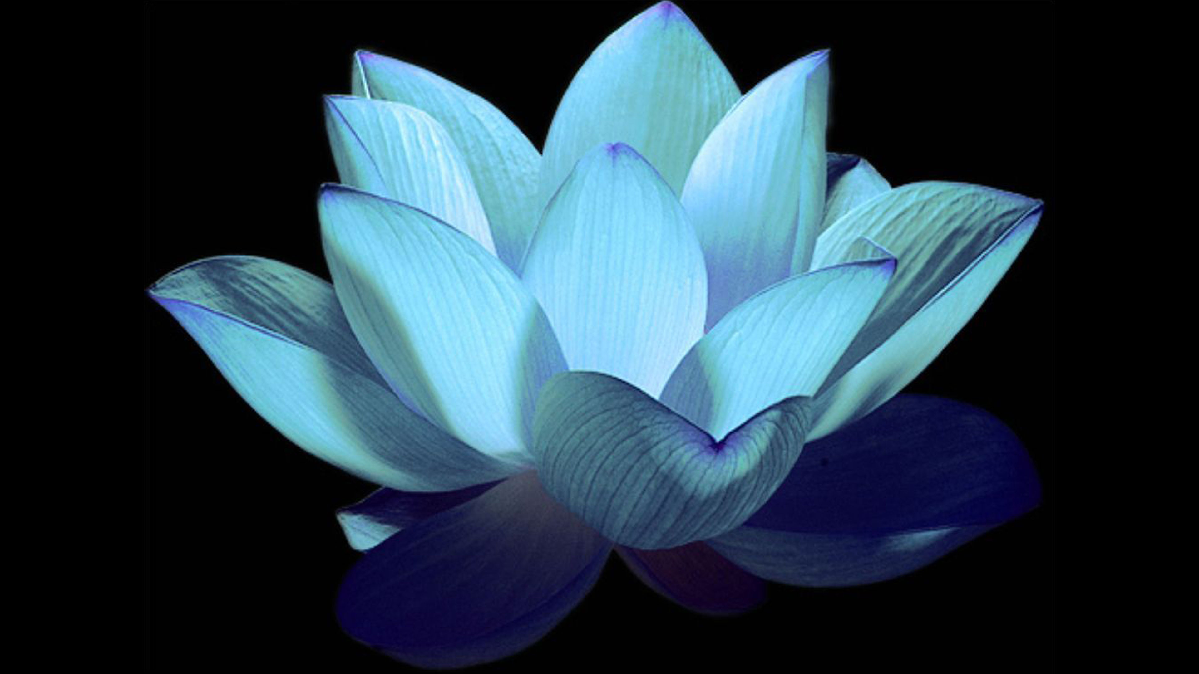 Lotus Mother of Silence Unfolding