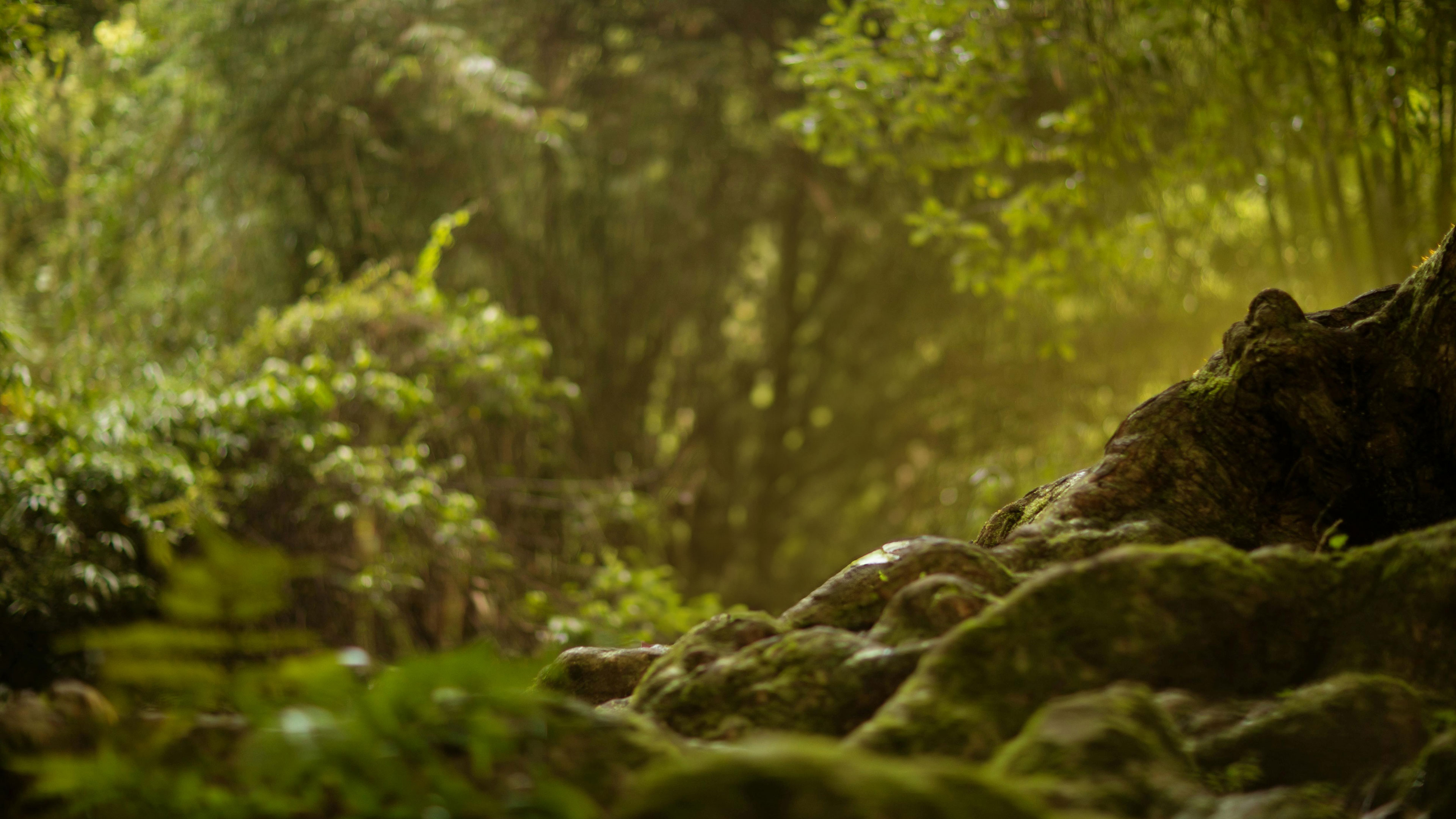Natural All Inclusive Healing Attitude