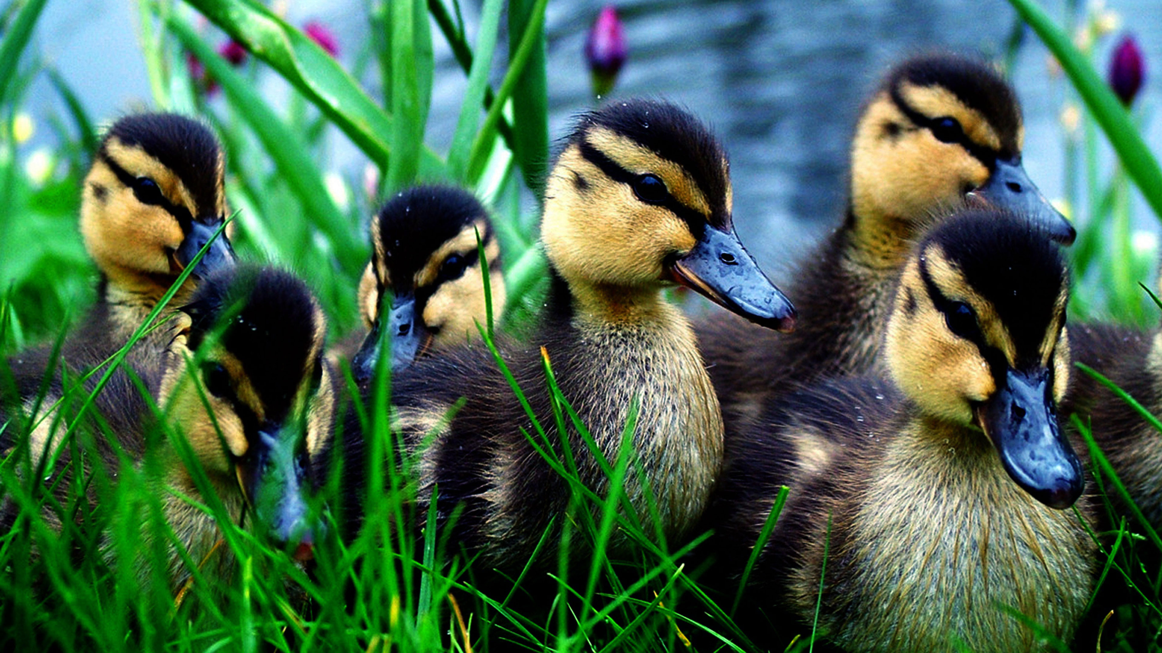 Never Born Never Died - Natural Born Innocence
