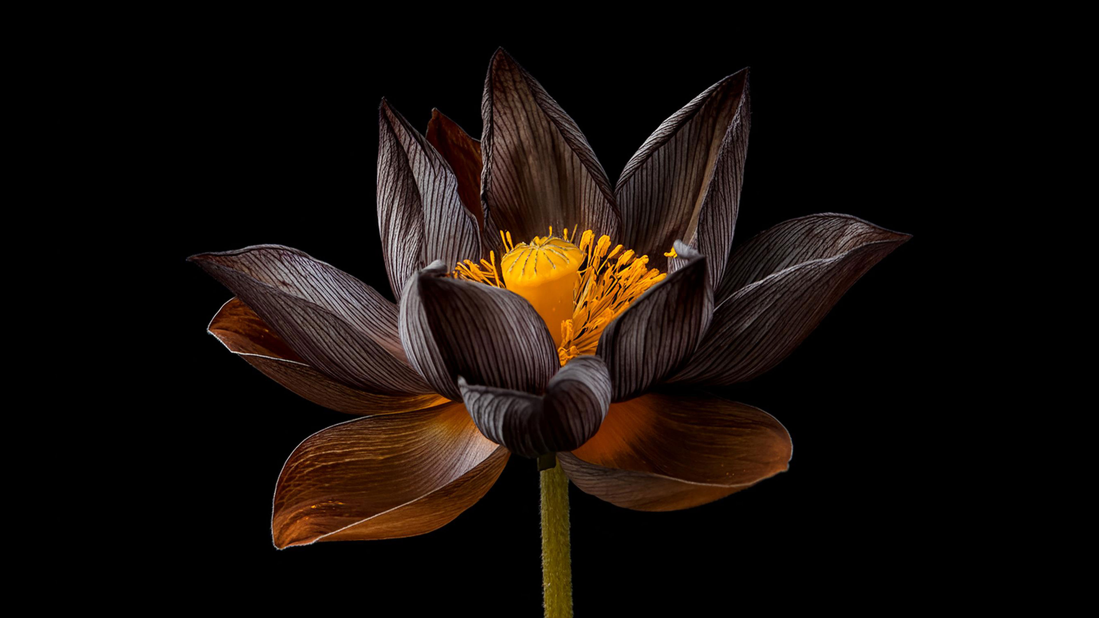 Opening to the Real where there is only Wholeness Flowering Everywhere