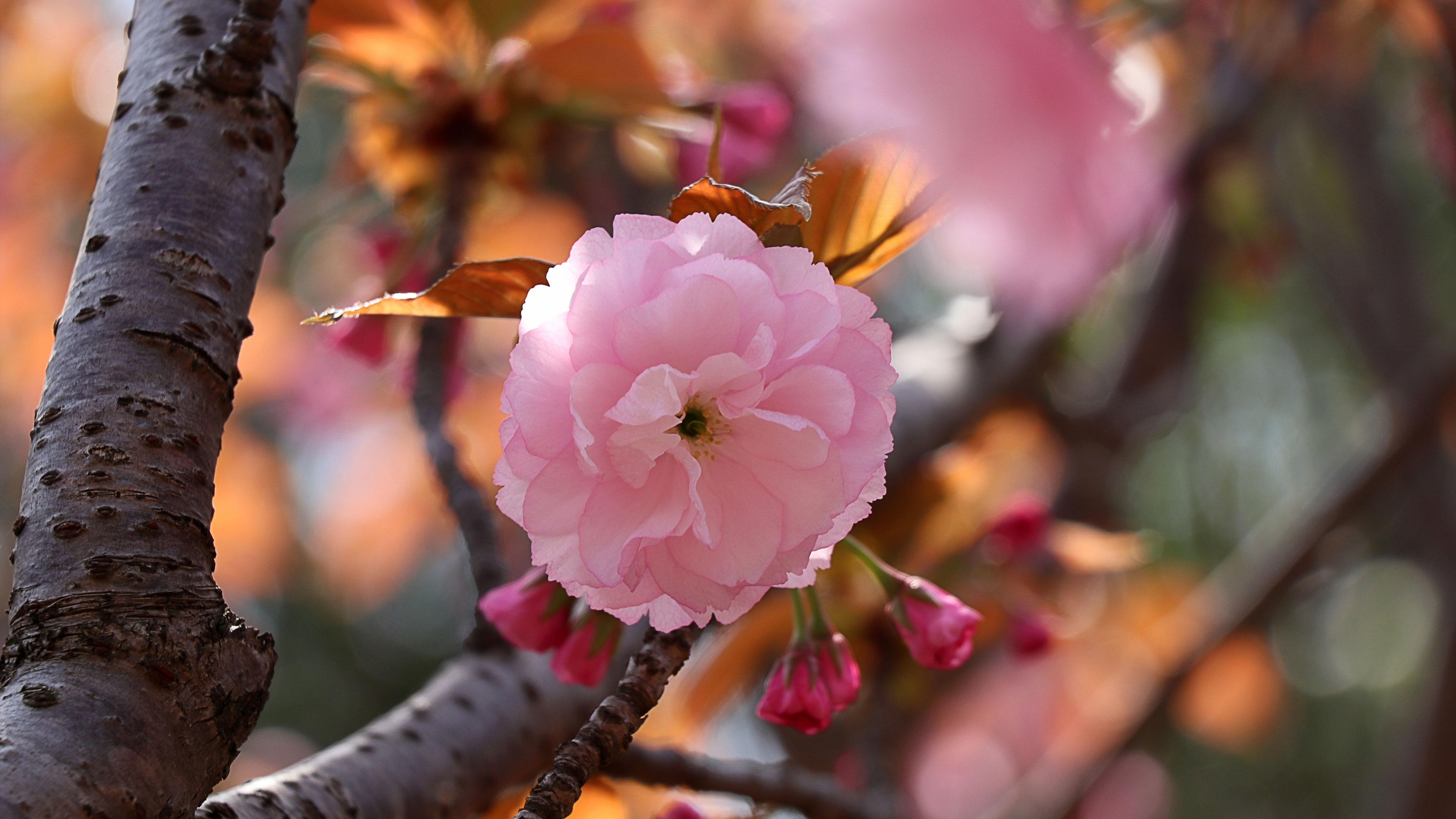 Ordinary Zen Mother Flowering