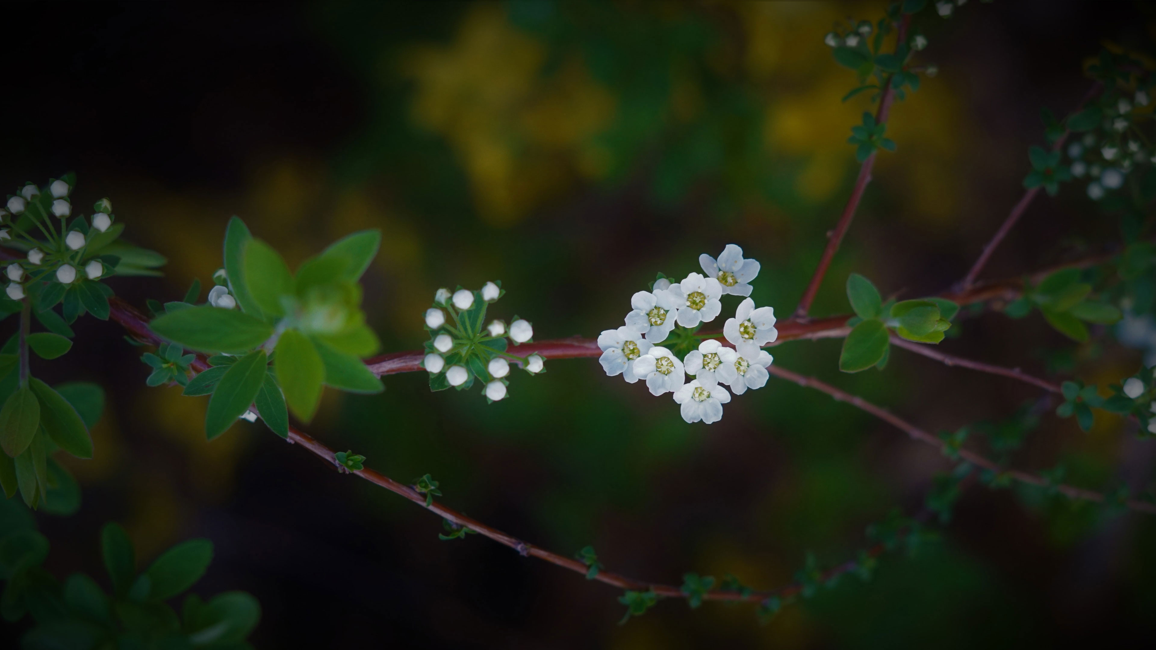 Original Innocence Flowering in the Heart