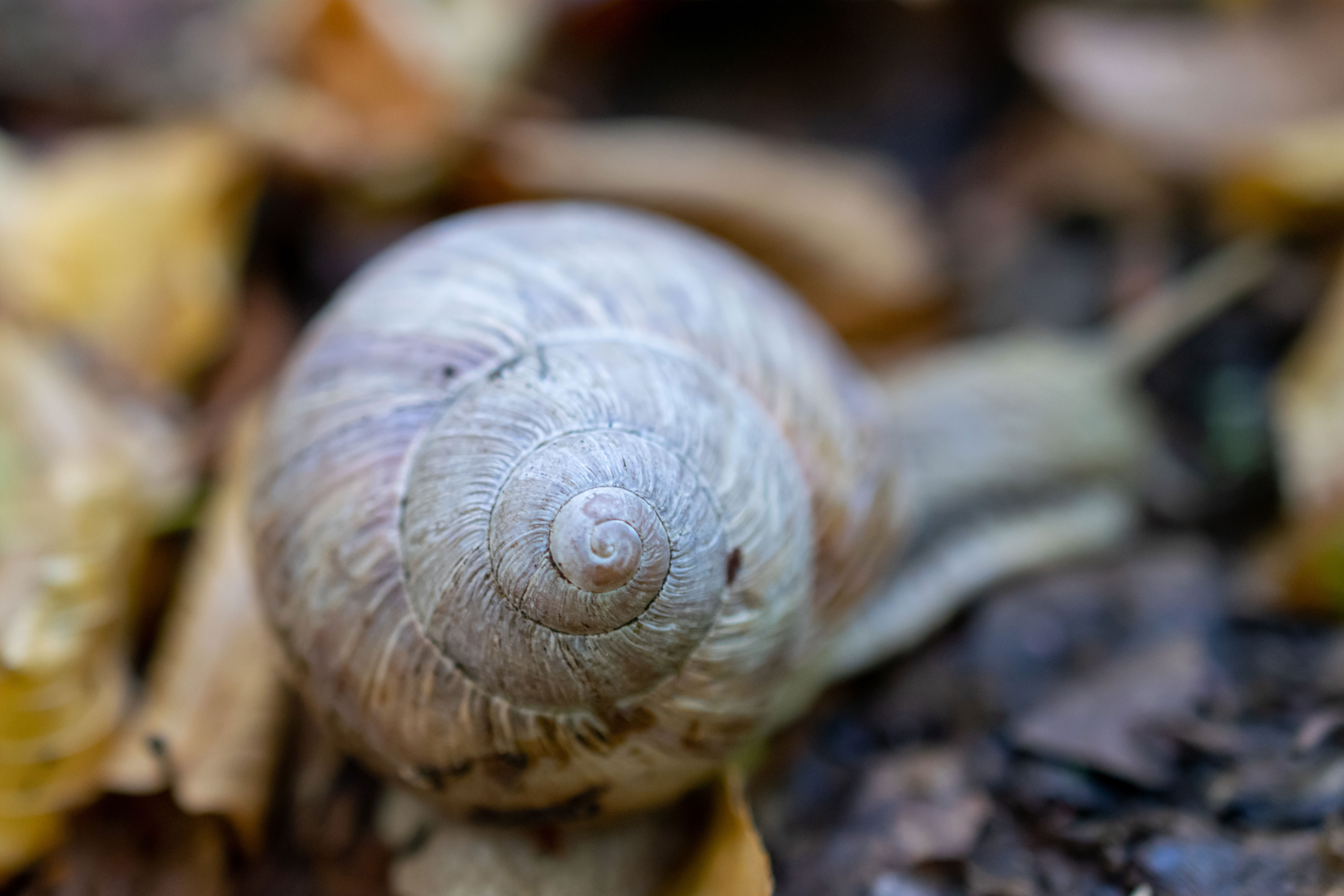 Pulled into Deep Innerness - Ongoing Wholeness In-Folding in Foreverness