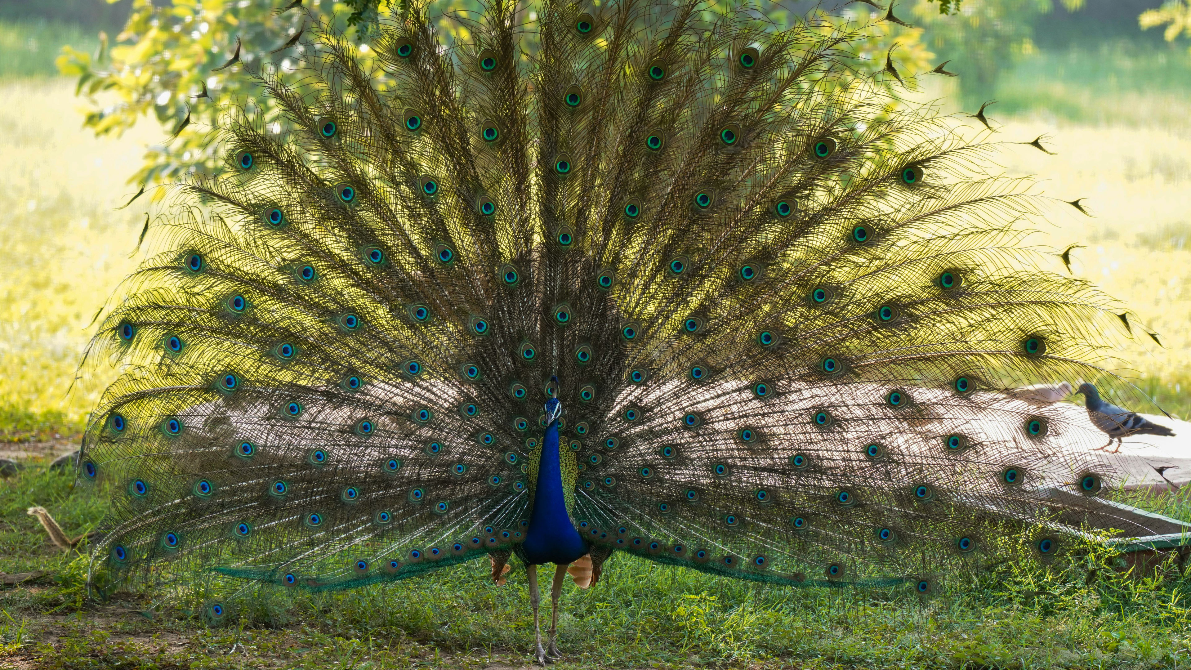 Royal Blue For All and Everyone