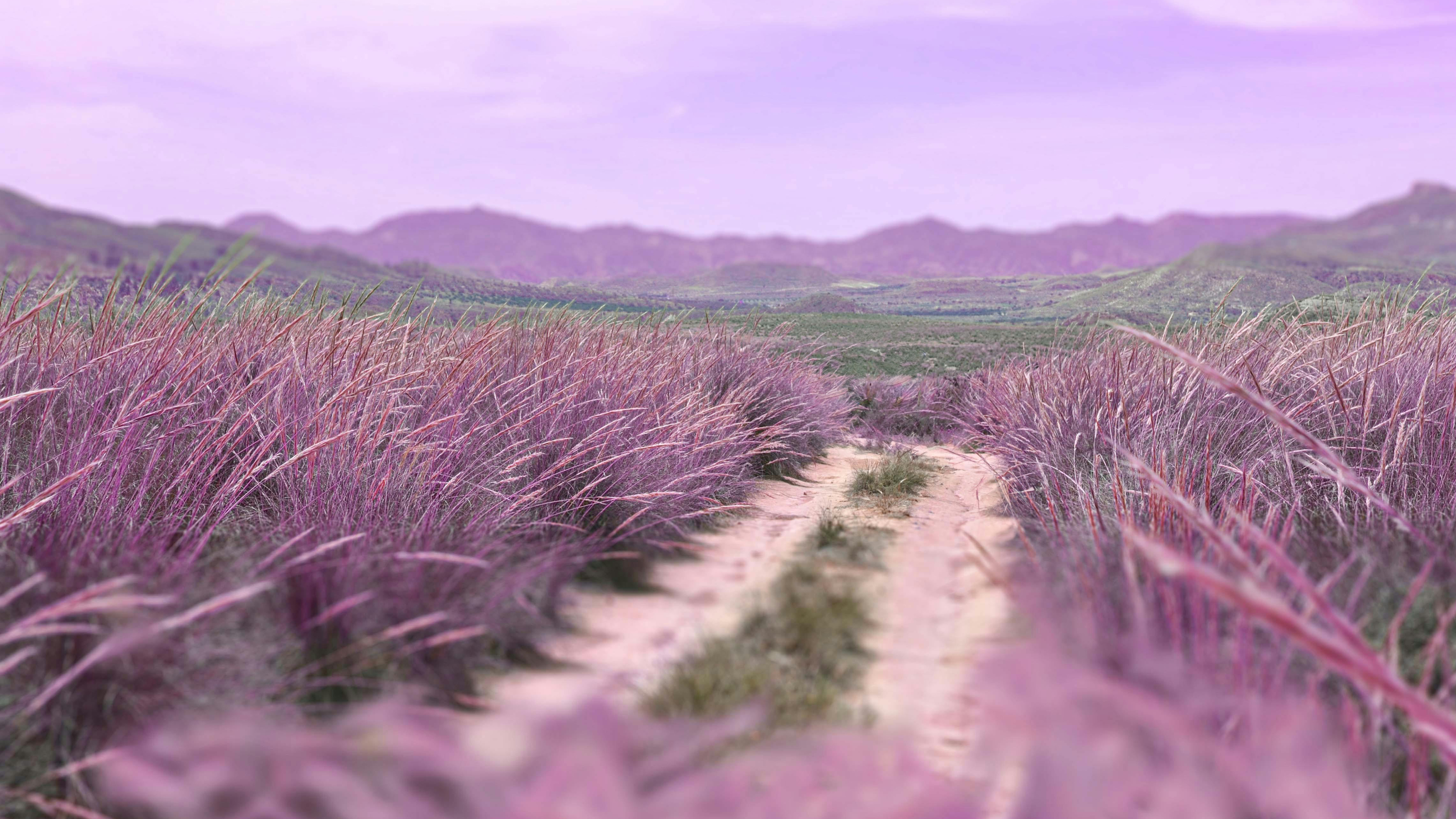 Silence Flowering, Flowering of Silence