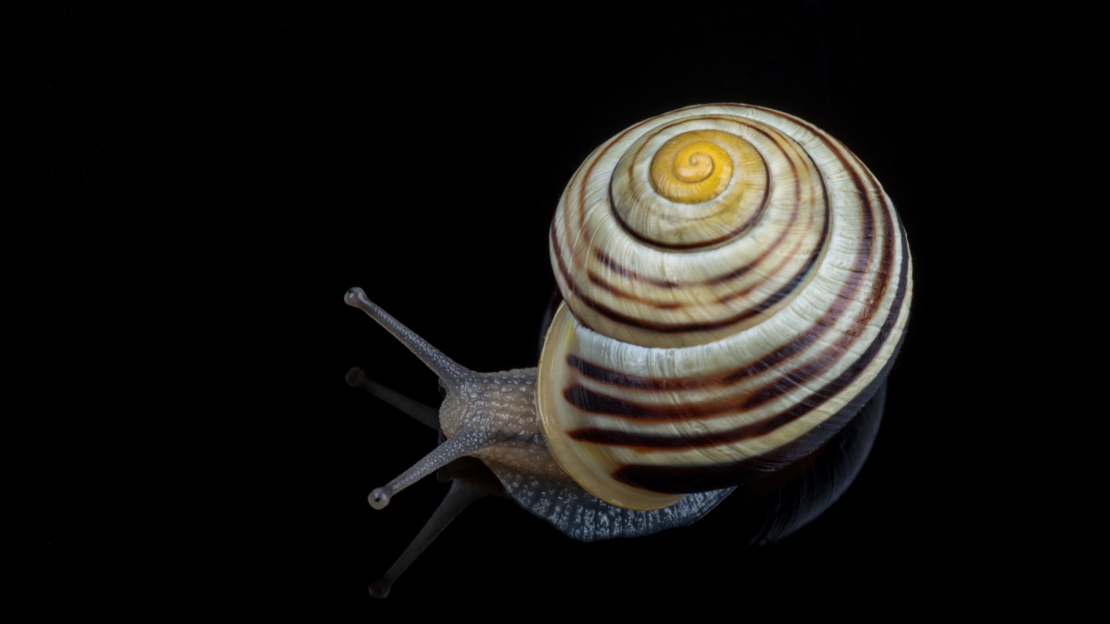 Slowness Into Wholeness
