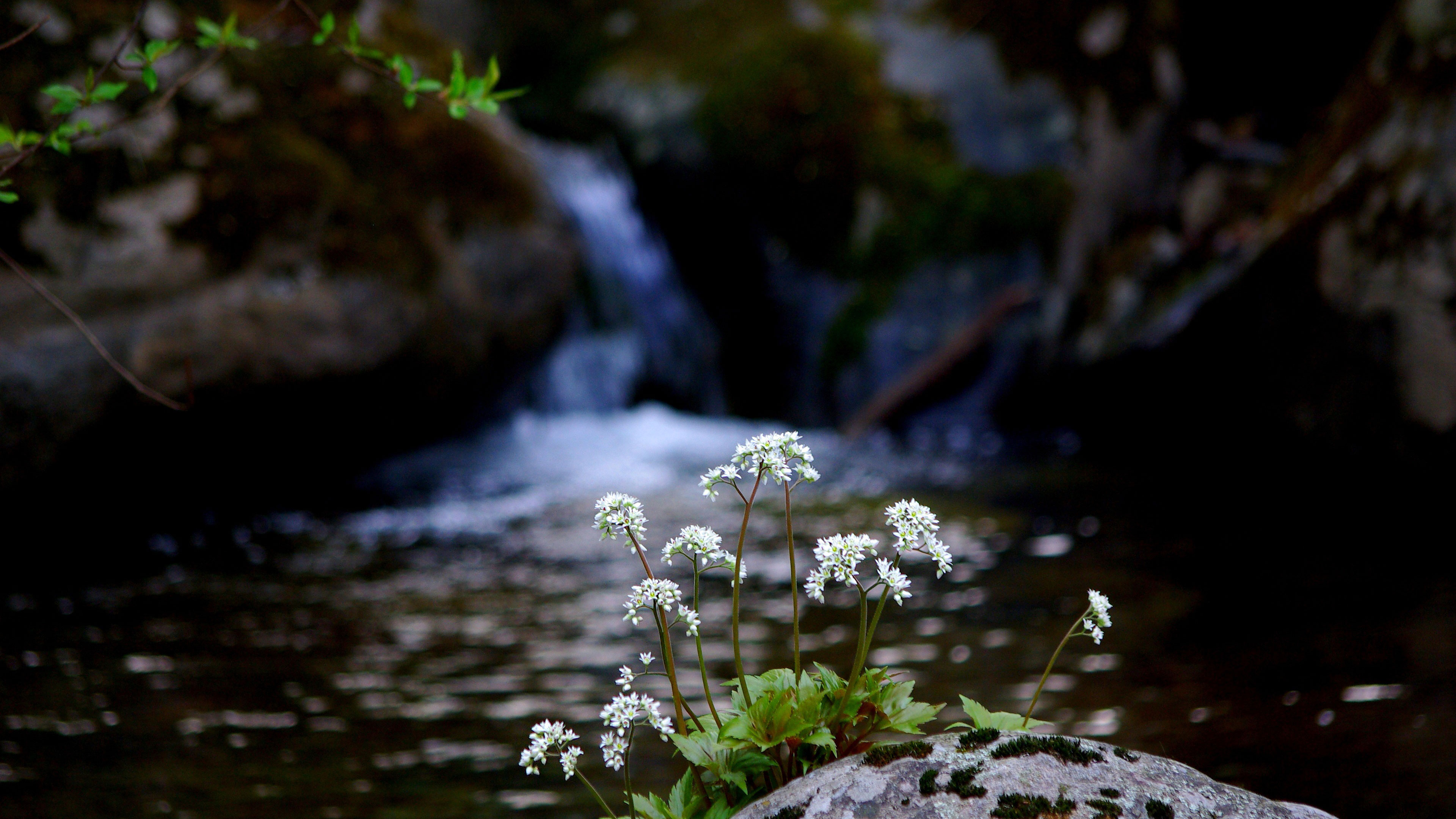 Spontaneous Awareness of Life As it Is