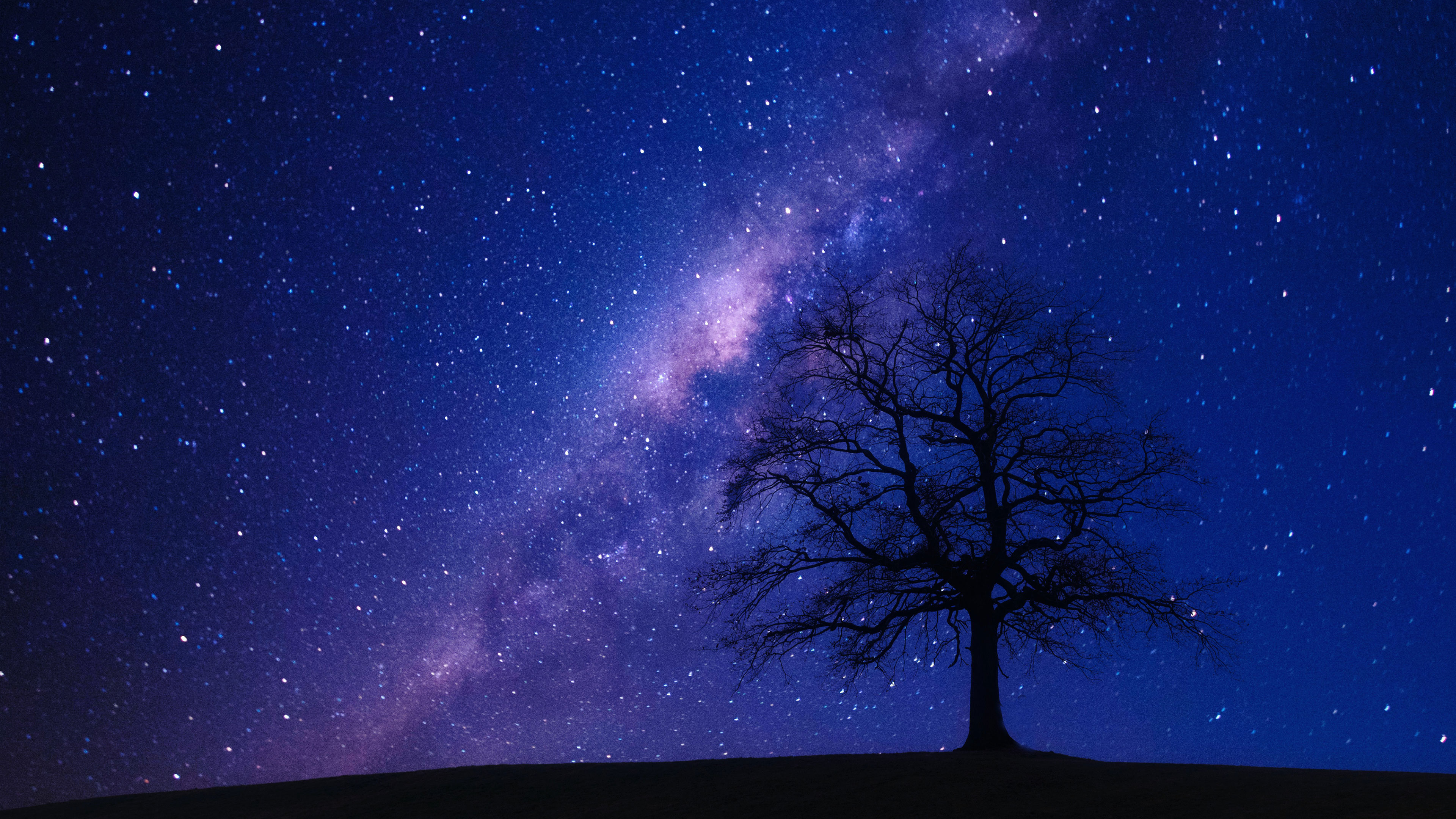 Surrendered to the Night