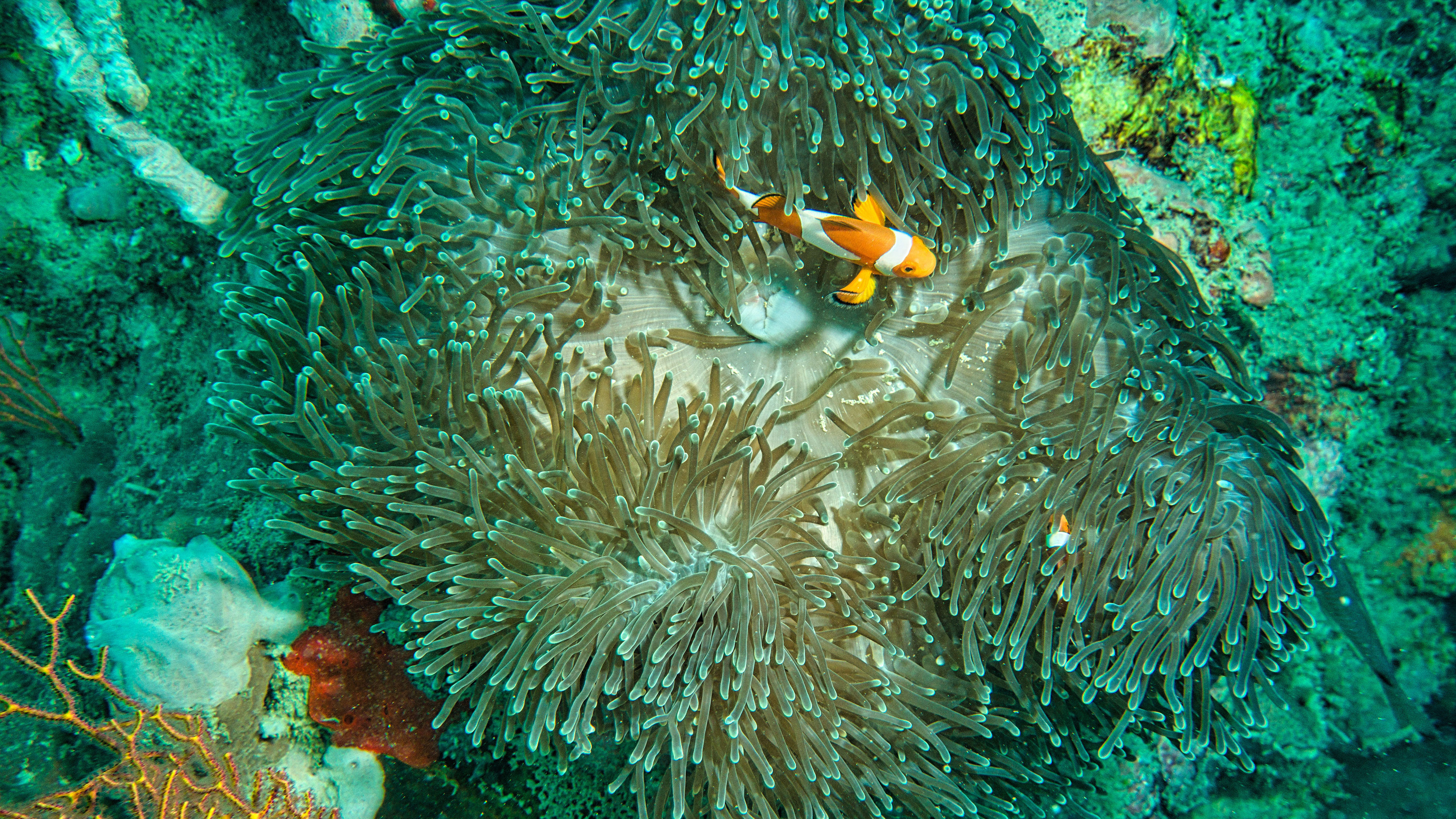 Swimming in the Same Ocean of Connectedness