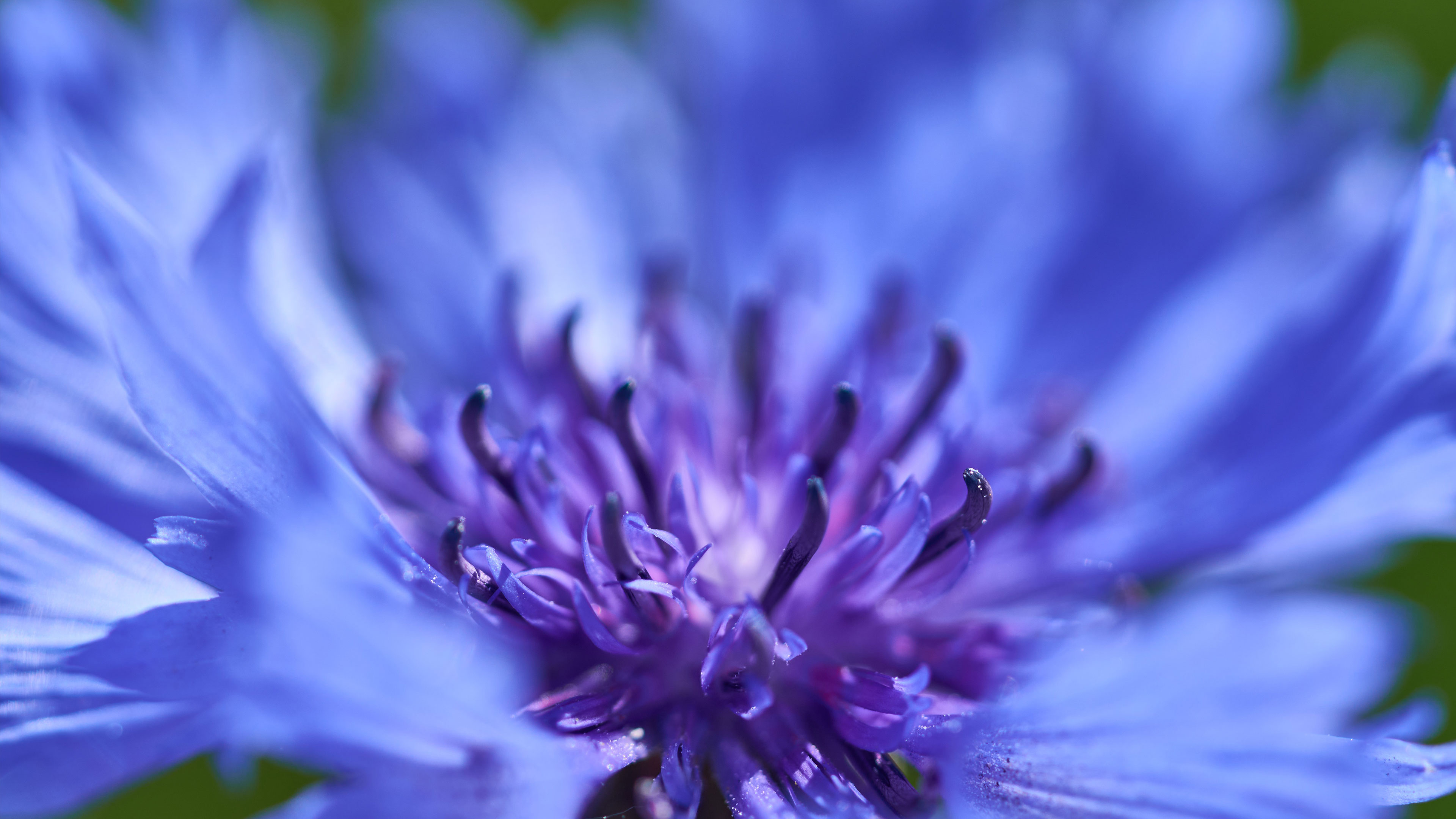 The Beauty of A Surrendered Life in Conscious Love