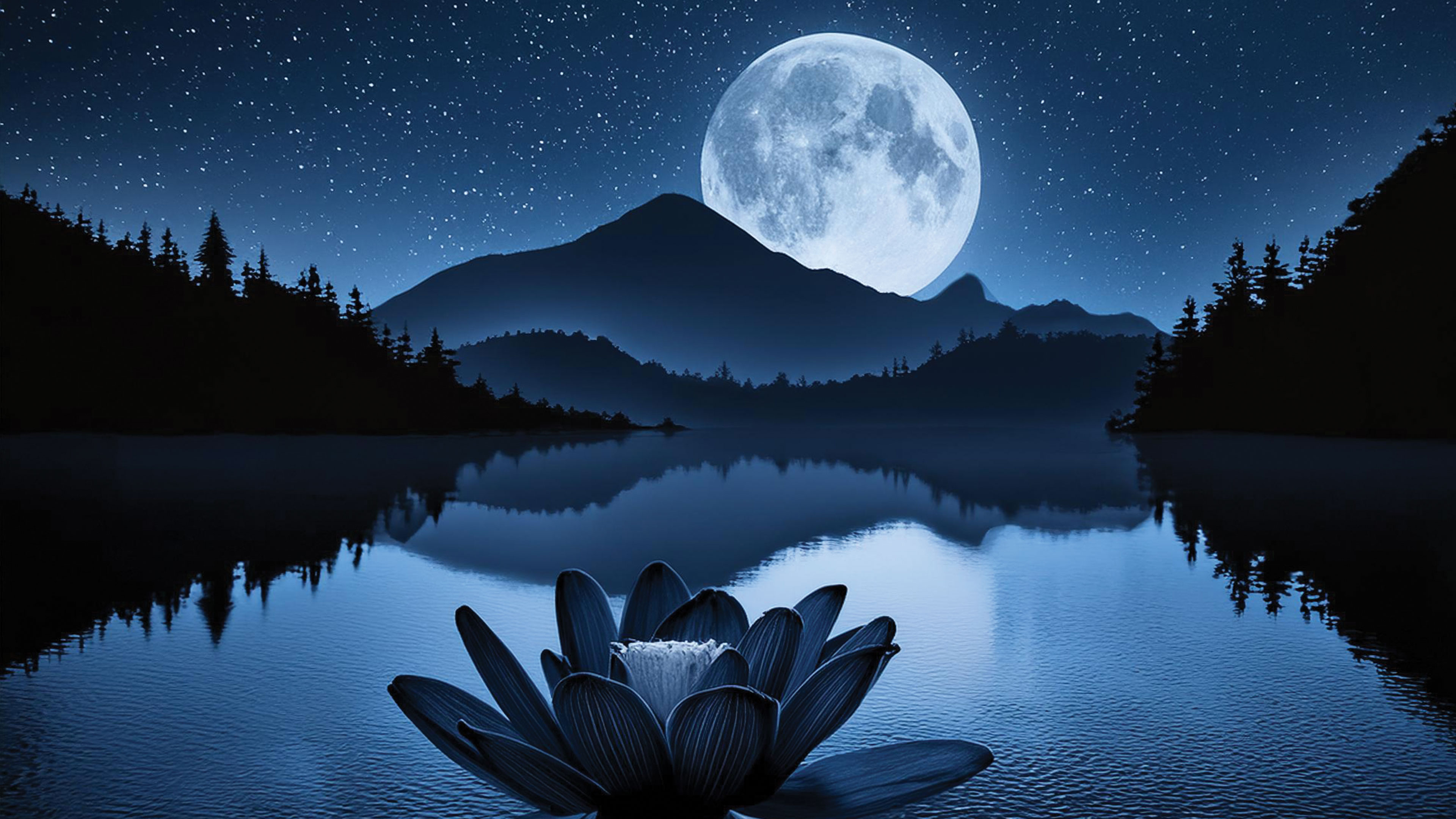 The Black Lotus of Just Being Here Silently at Home in Oneness with the Whole as it Is