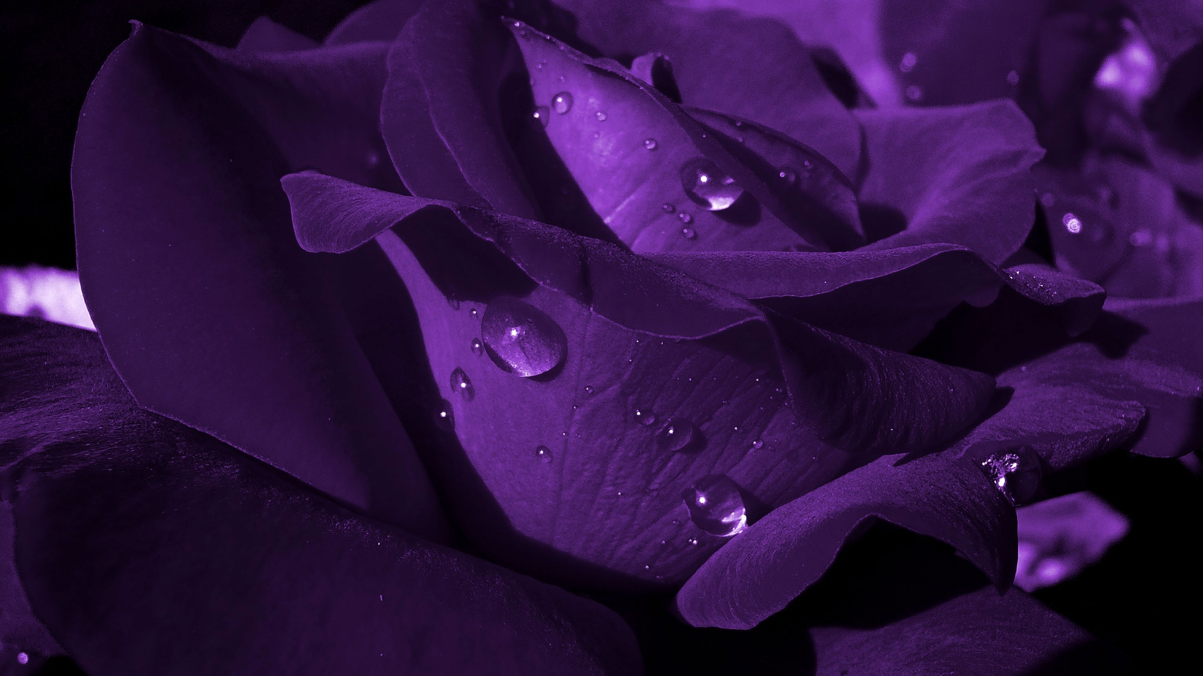 The Dark Rose of AtHomeness