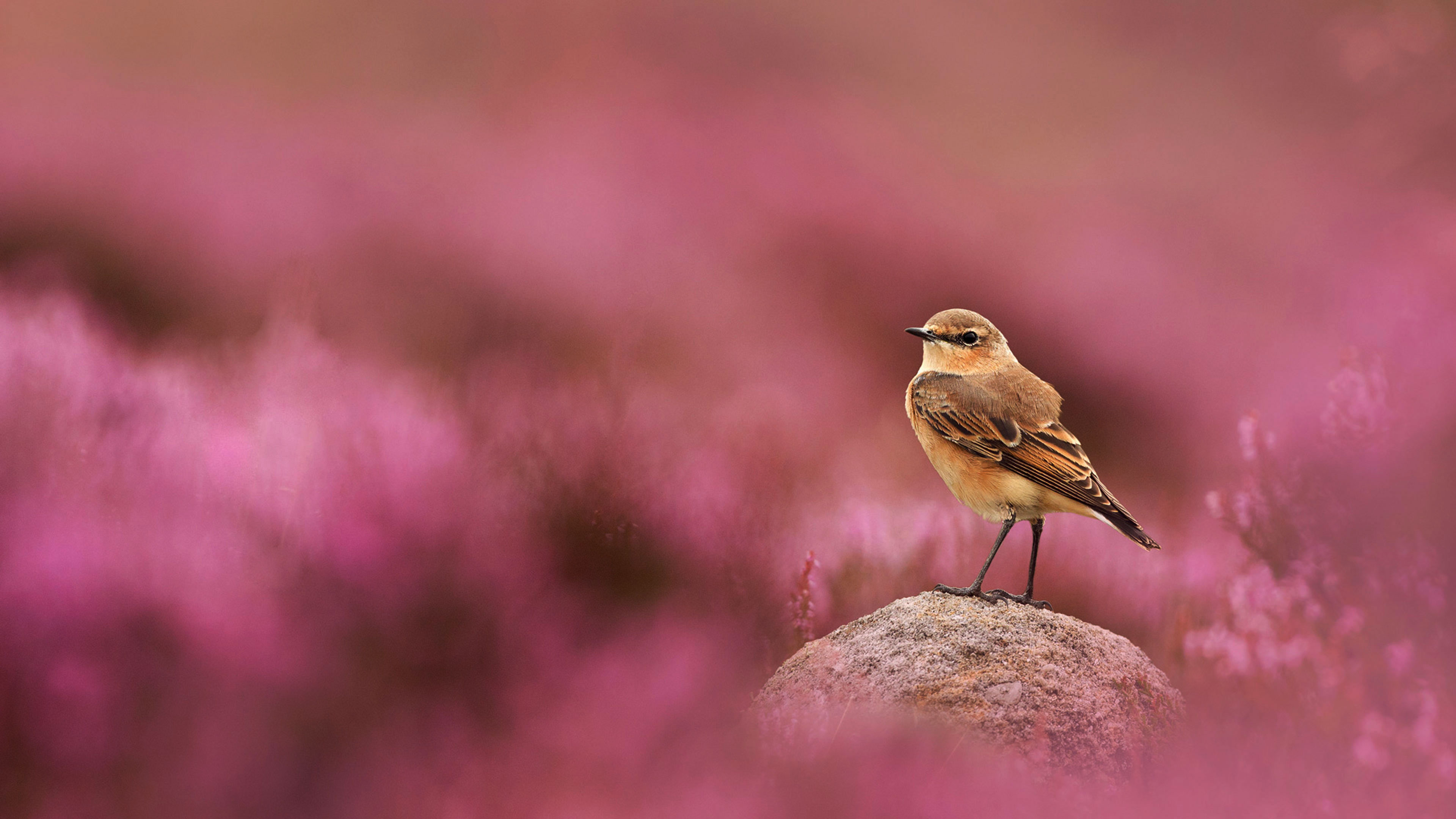The Embrace of Mother