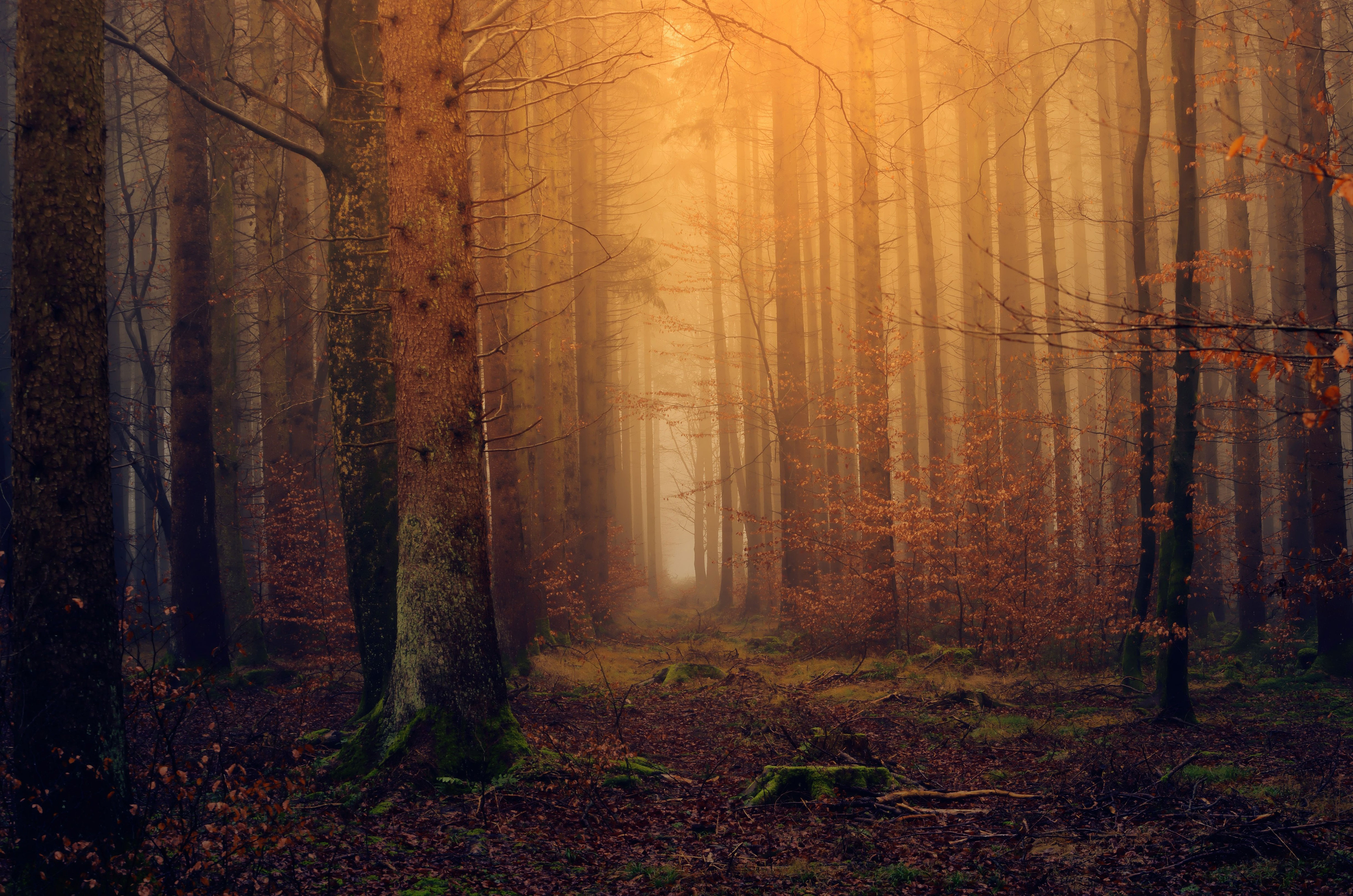 The Grove of All Opposites Meeting in Delightful AtHomeness