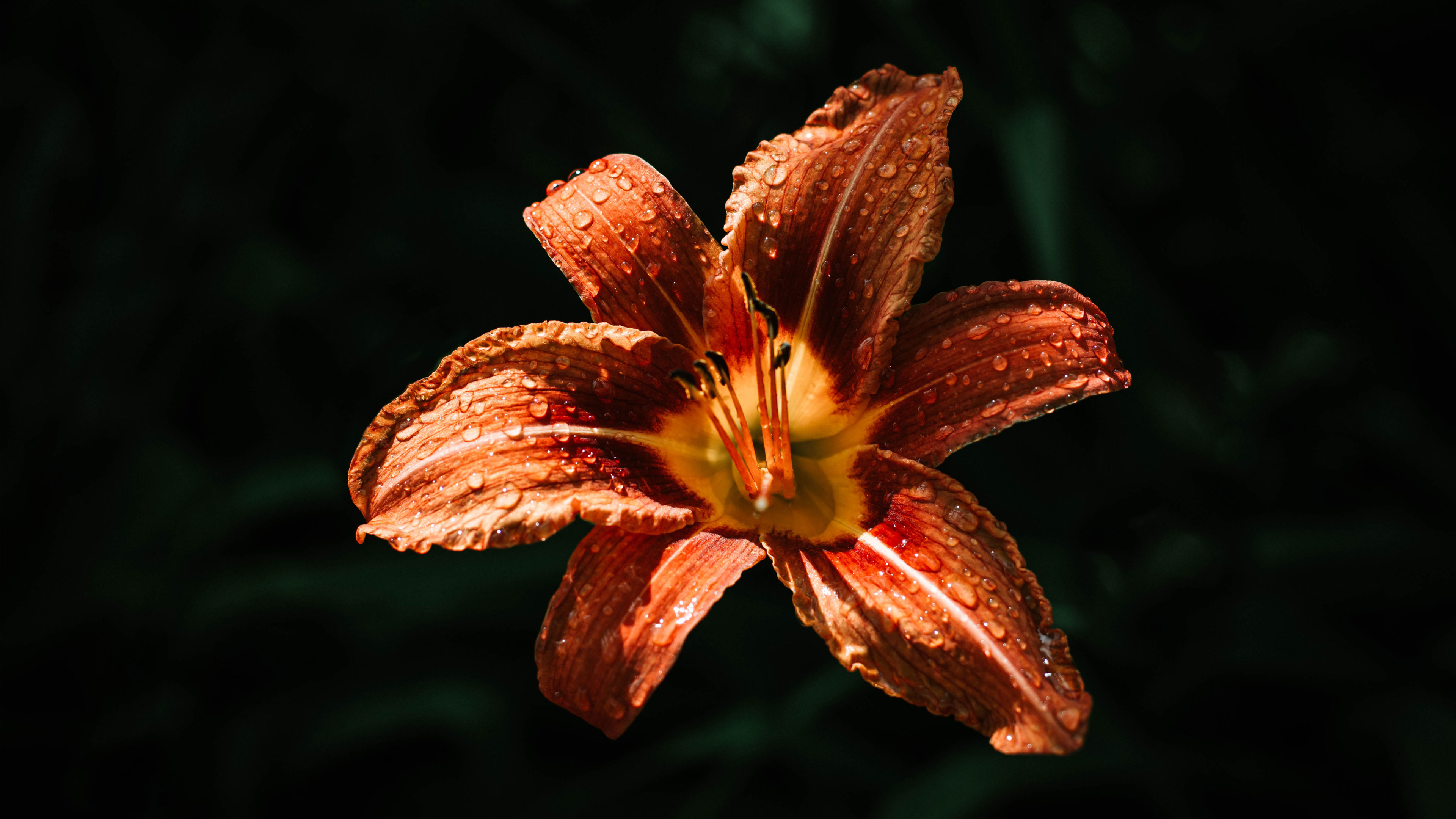 The Harmony of Wholeness
