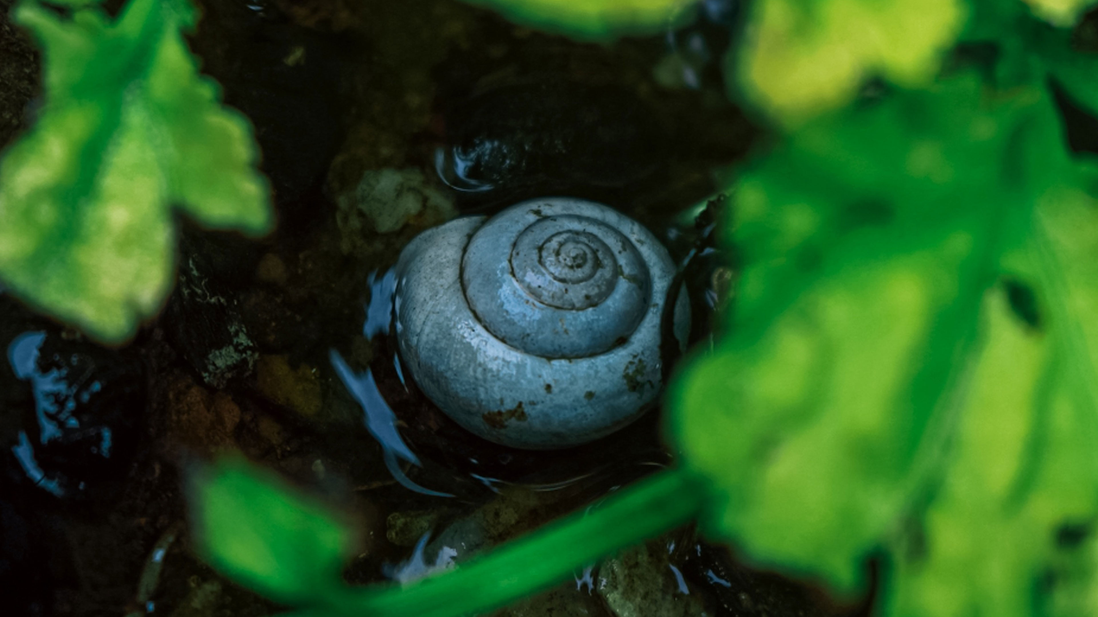 The Heart of AtHomeness