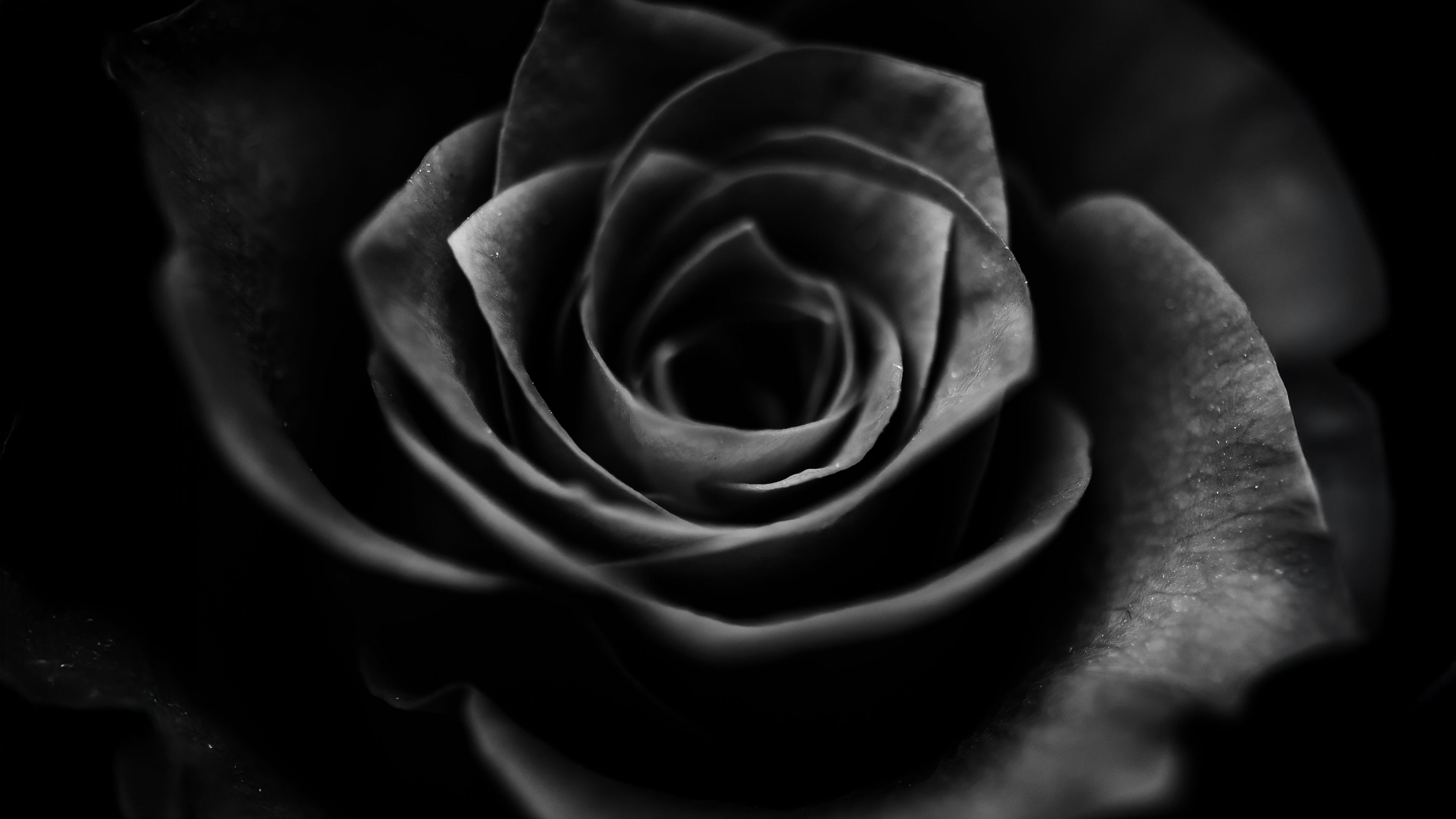 The Mystic Rose