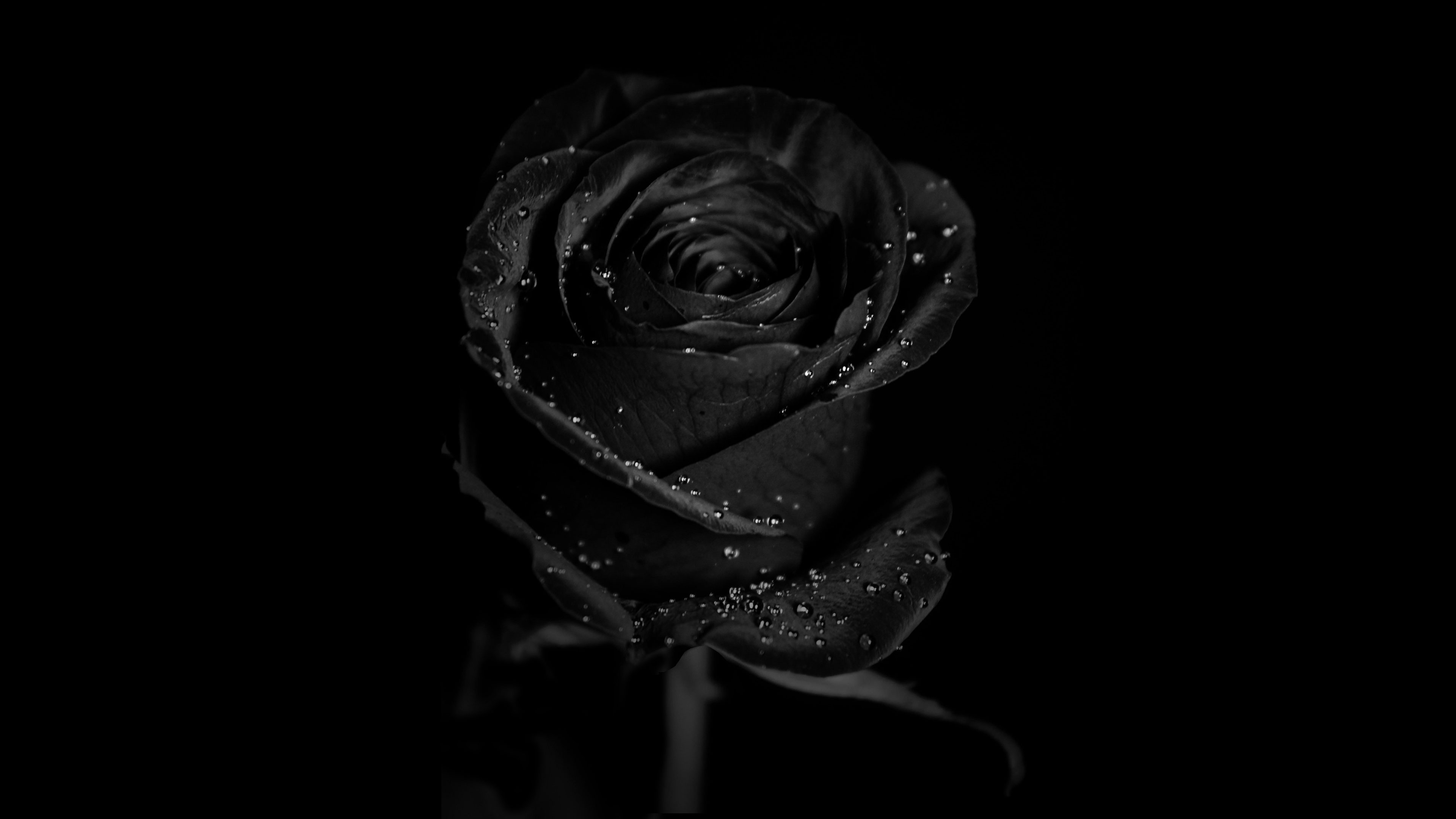 The Mystic Rose Reality Secretly Available to Dissolve In