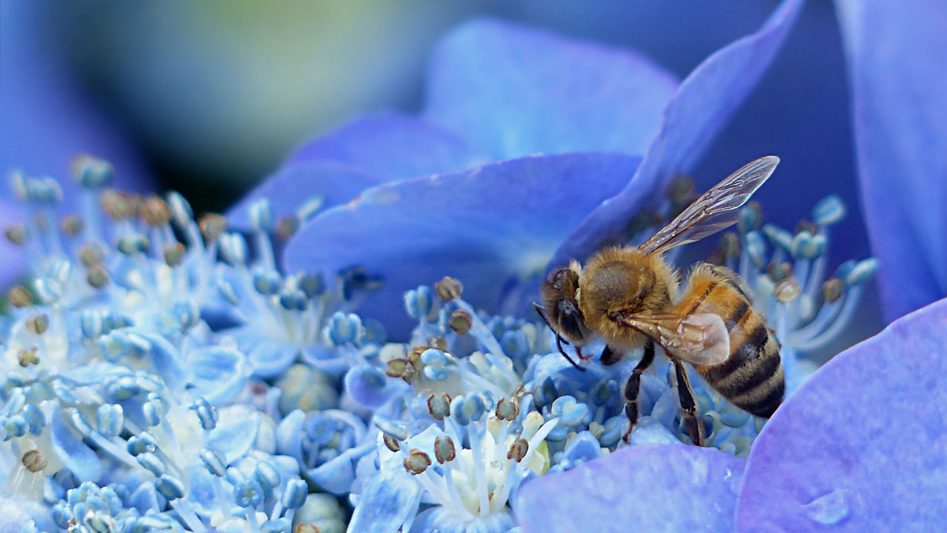 The Nectar of Beloved AtHomeness