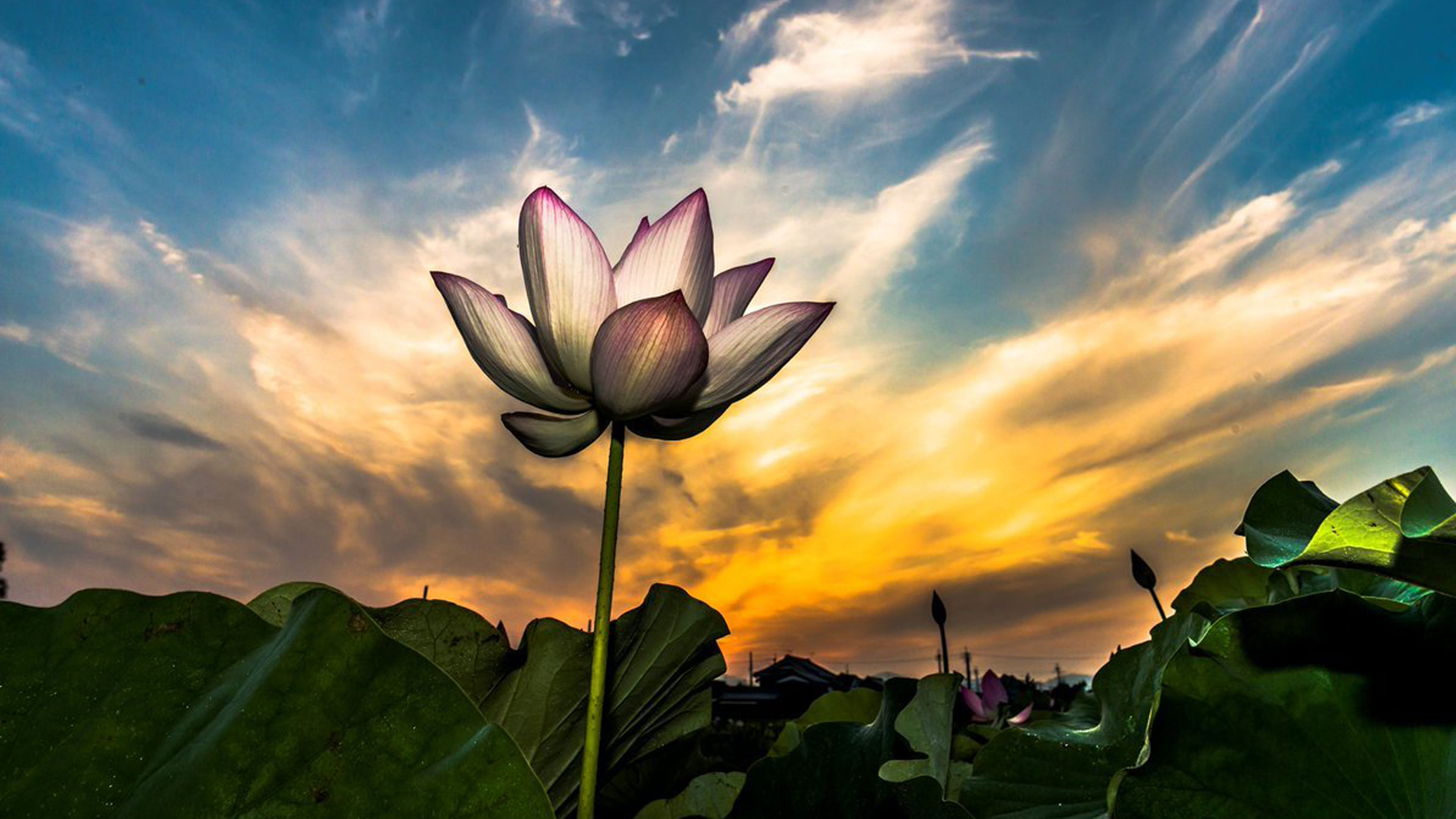 The Subtle Strength of a Flower Blooming