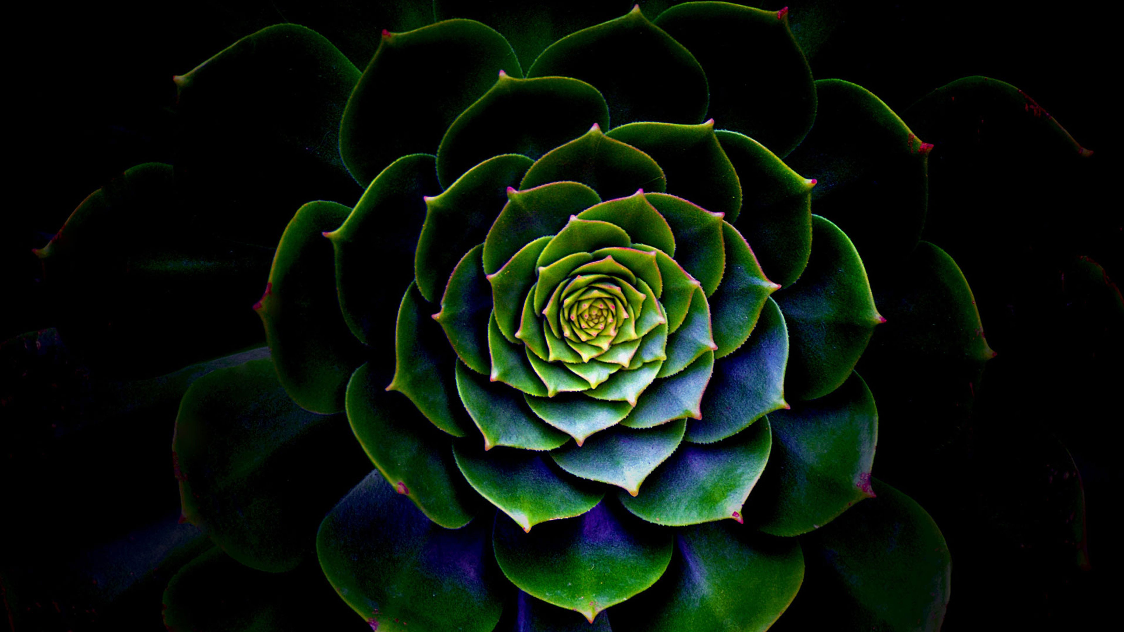 The Whole Mind beyond mind